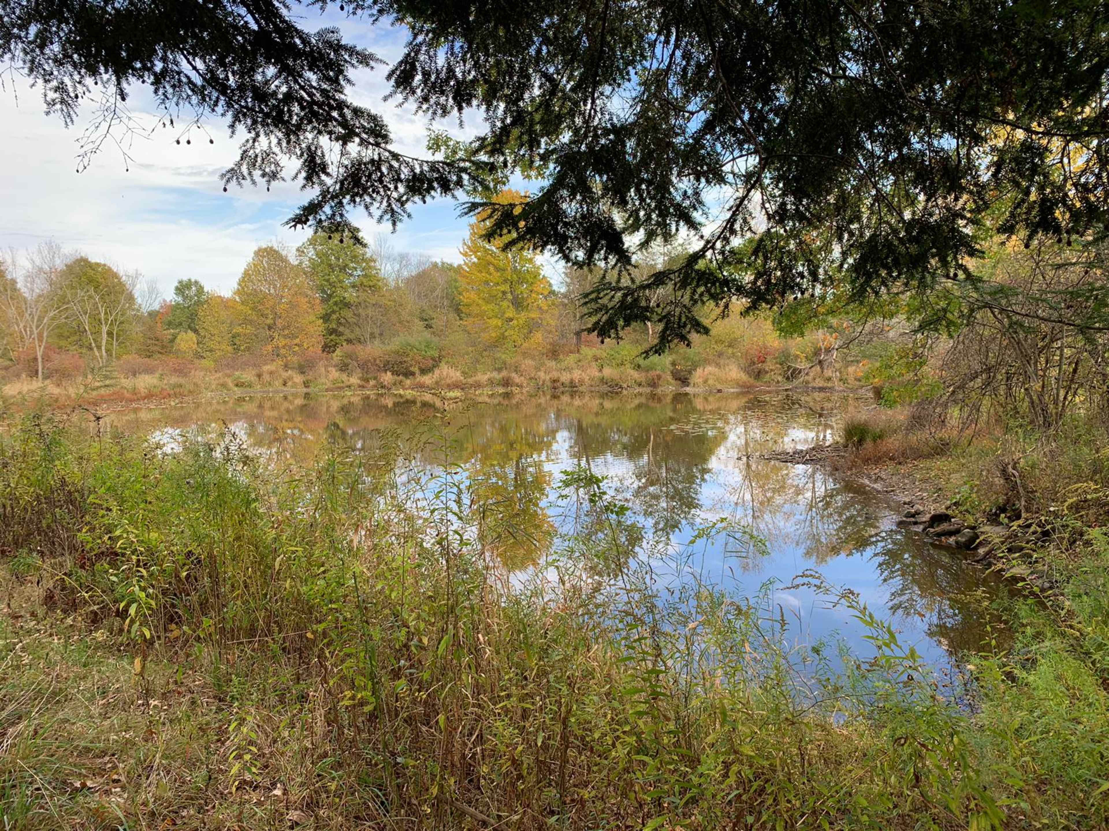 A calm pond is framed by trees and surrounded by dense vegetation in a natural setting.