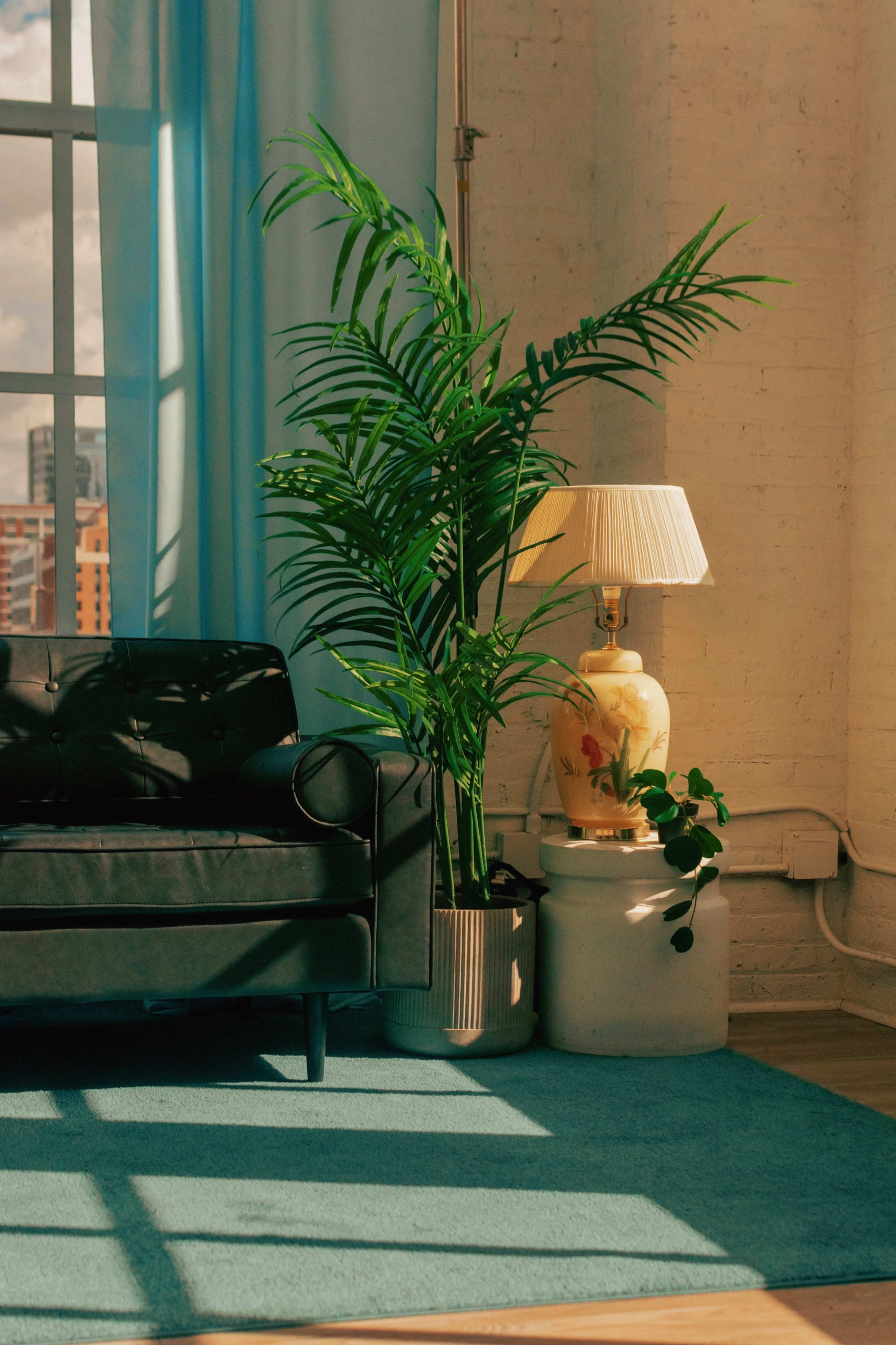A corner of a room featuring a black sofa, a potted palm plant, a decorative lamp, and a blue area rug.