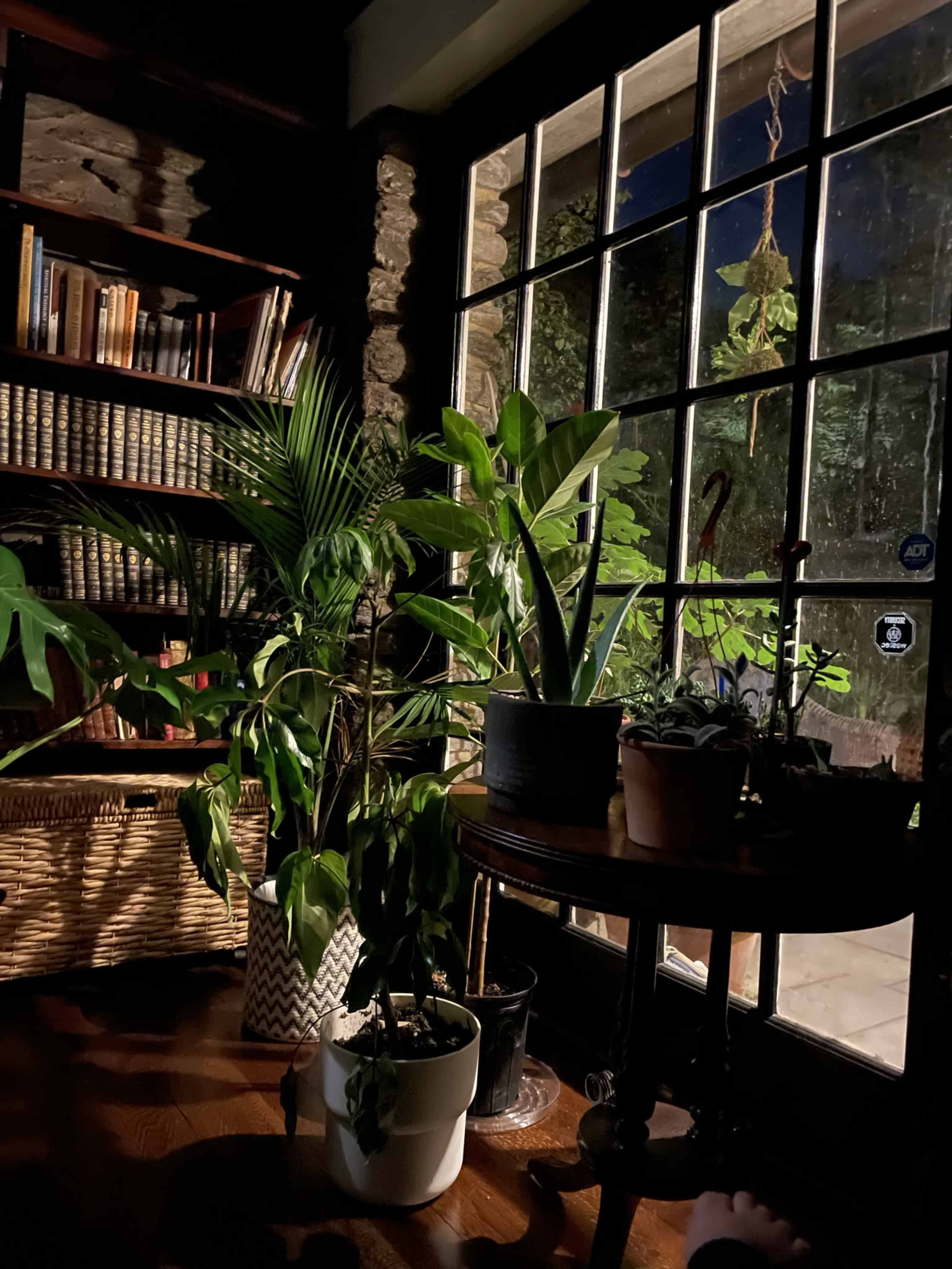 A cozy interior features a variety of houseplants near a large window that frames a nighttime garden.