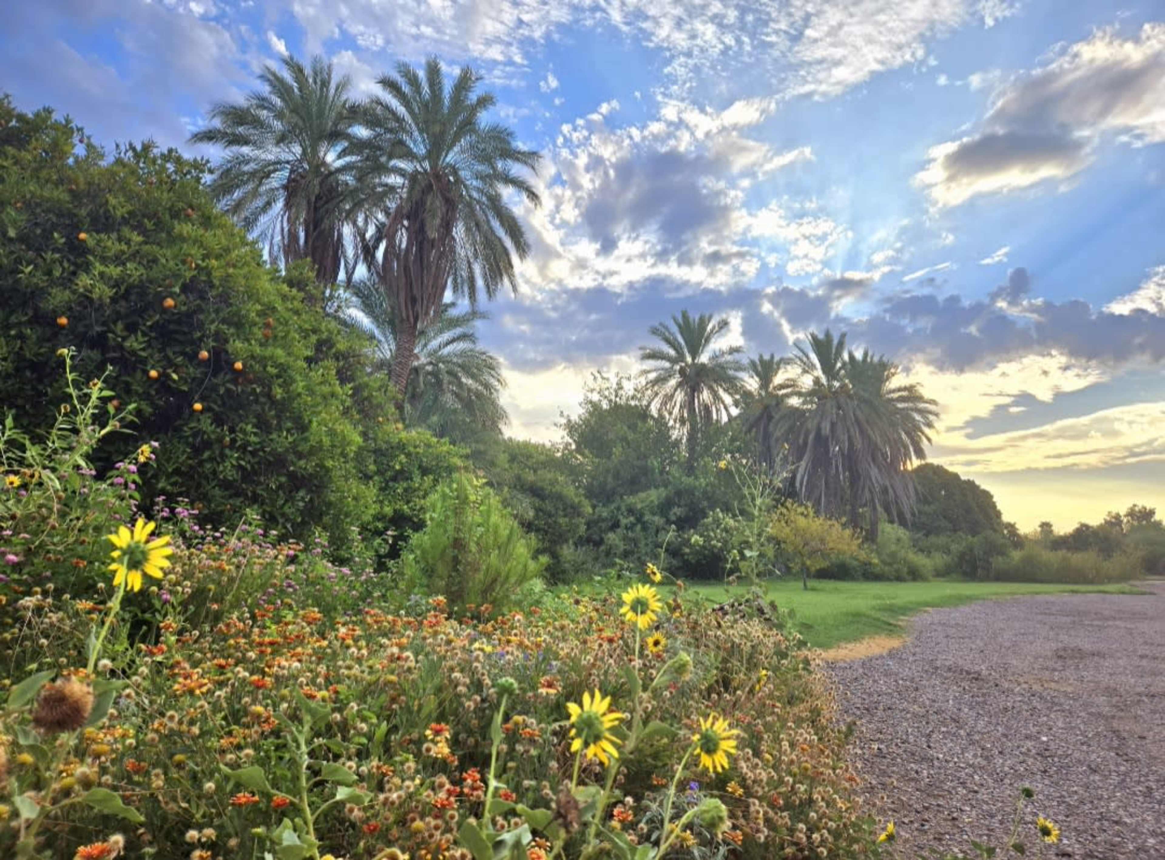 A vibrant garden with colorful flowers and palm trees is illuminated by a sunset sky filled with clouds.