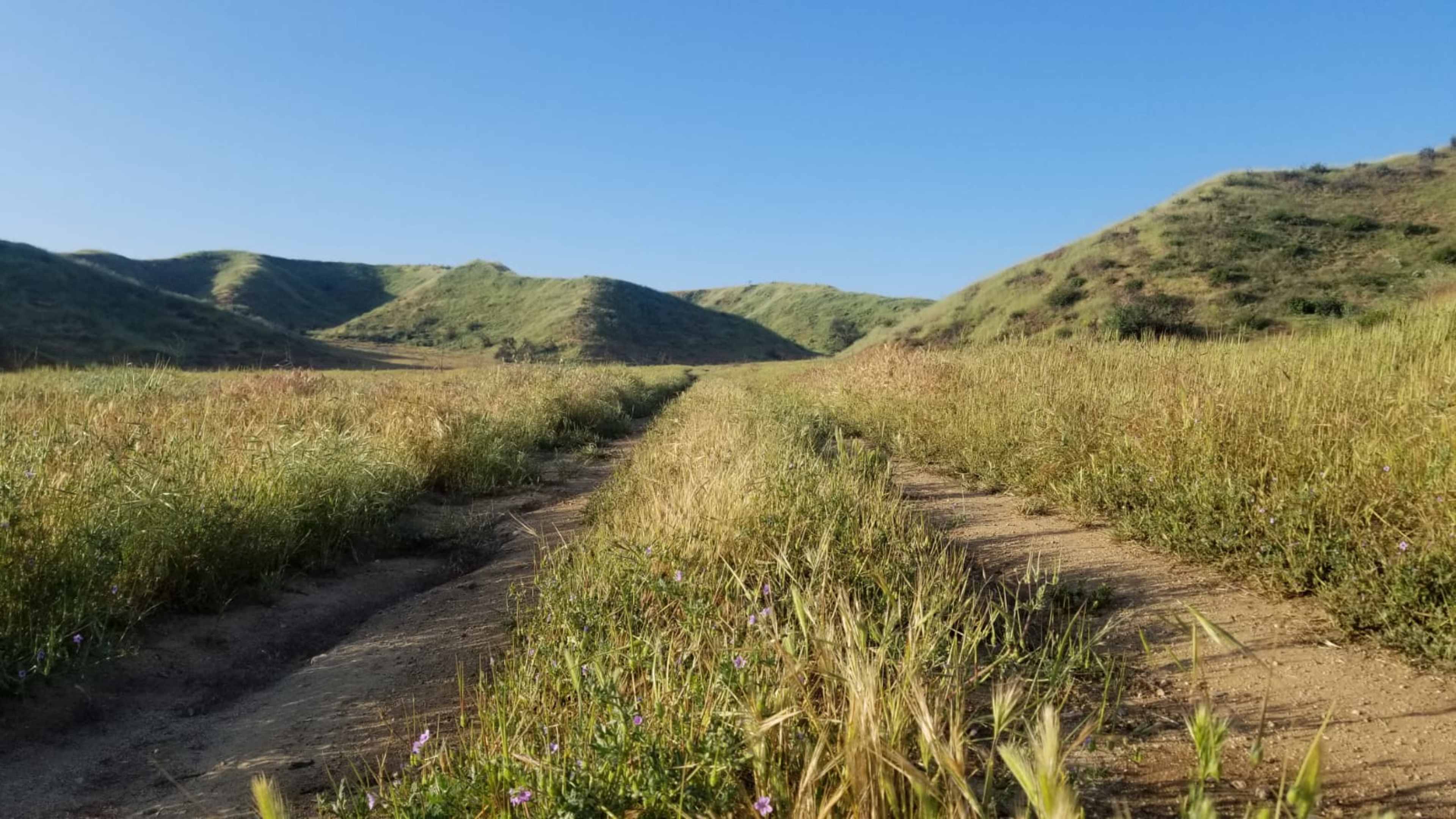 A dirt path cuts through tall grass between rolling hills under a clear blue sky.