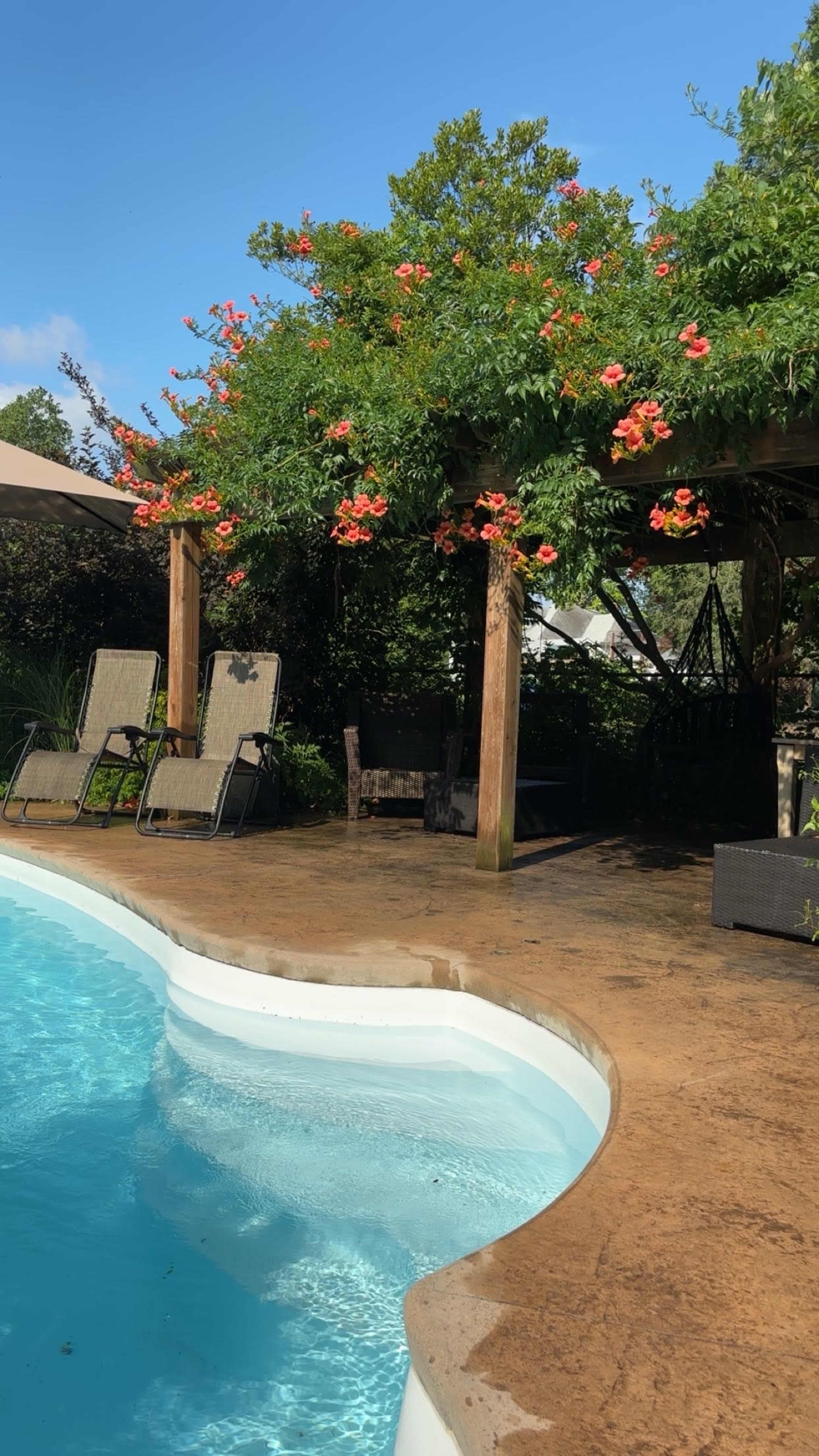 The scene shows a swimming pool with a curved edge, surrounded by lounge chairs and a pergola adorned with flowering vines.