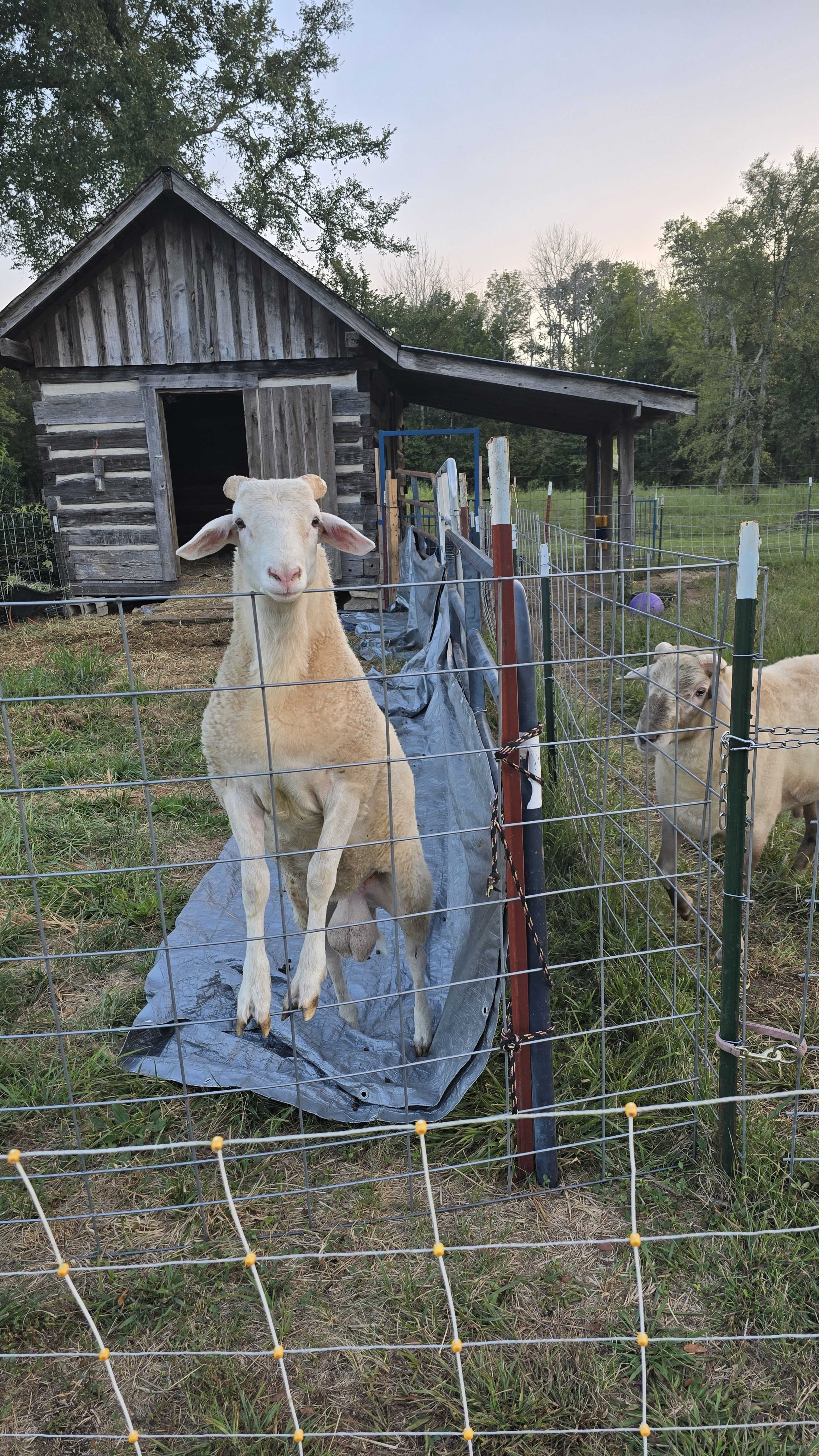 Farm and Equestrian location for filming Image in , Eagleville, TN