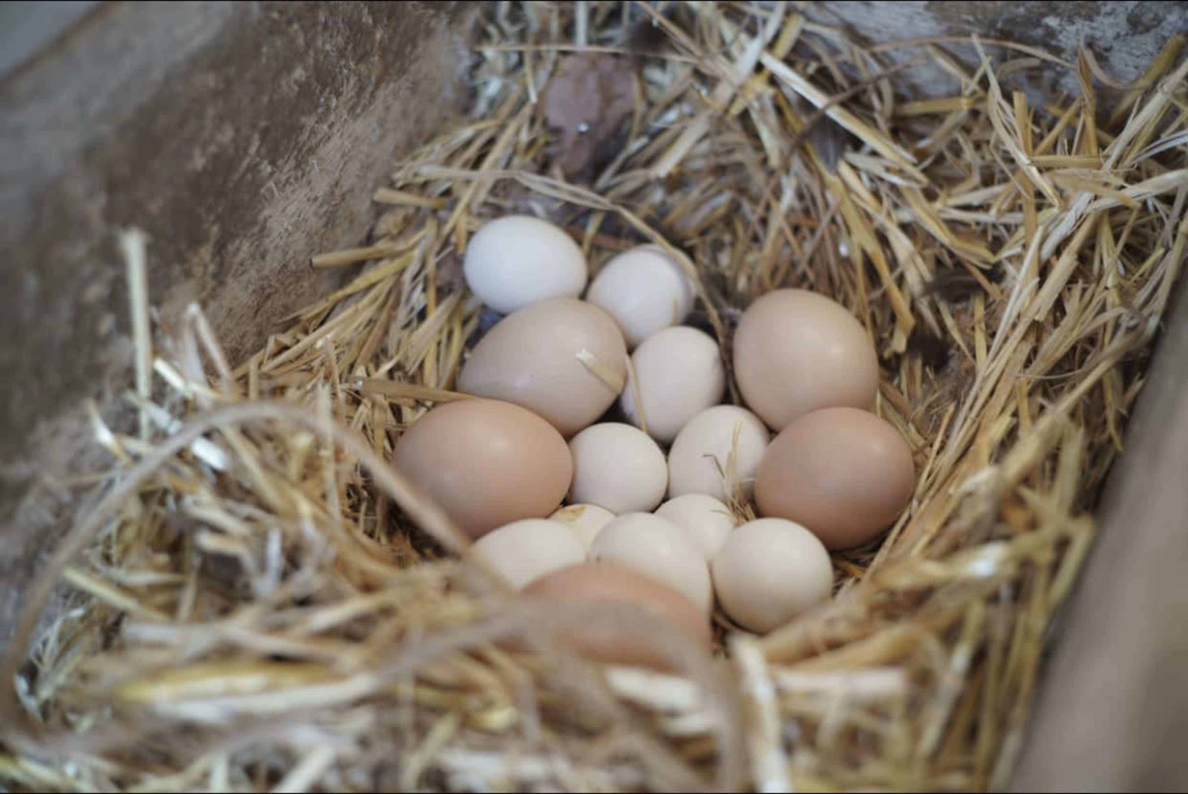 A collection of brown and white eggs is nestled in a bed of straw inside a wooden container.