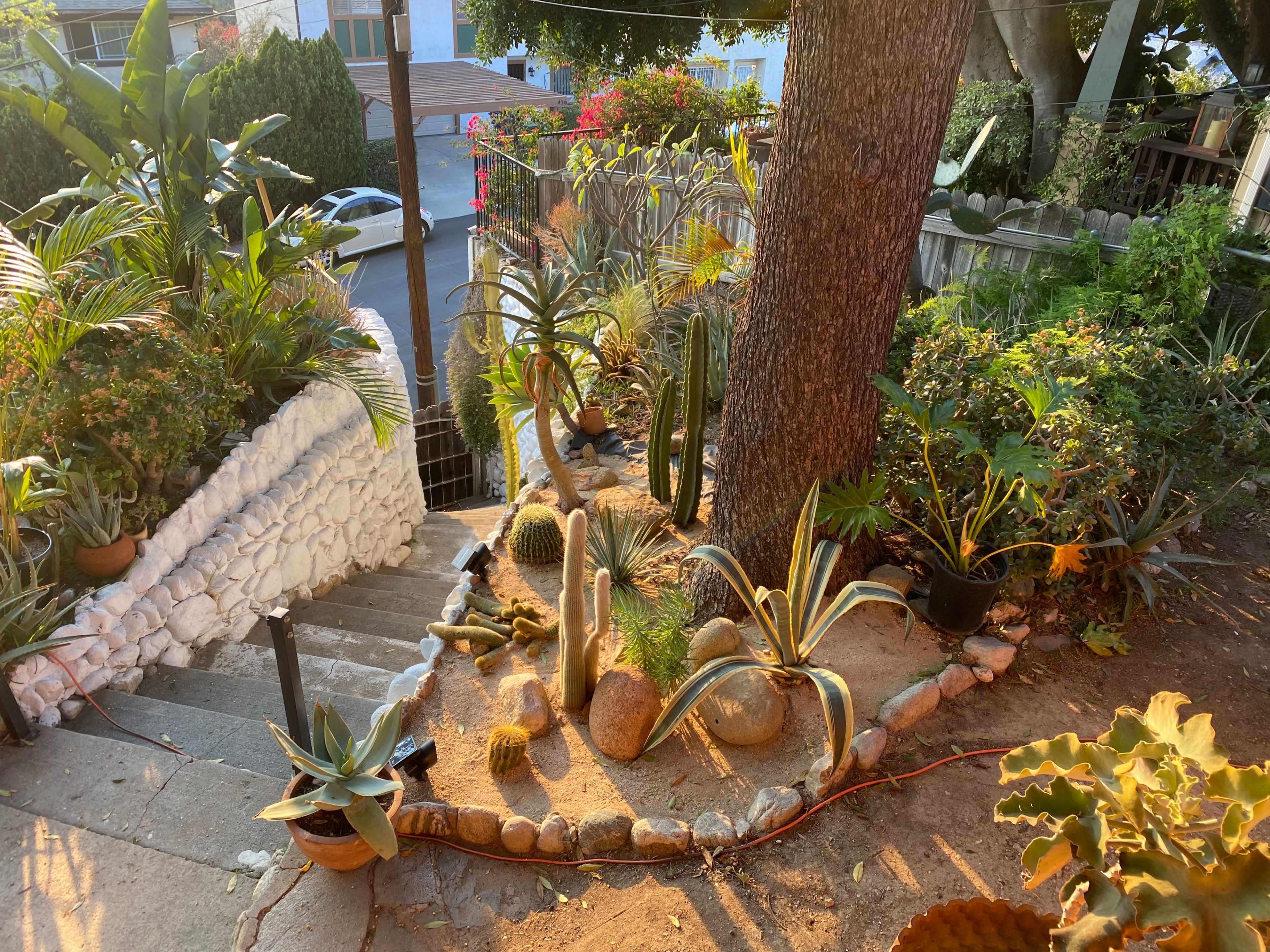 The image shows a garden staircase adorned with various potted plants, including cacti and succulents, leading down to a pathway next to a street.
