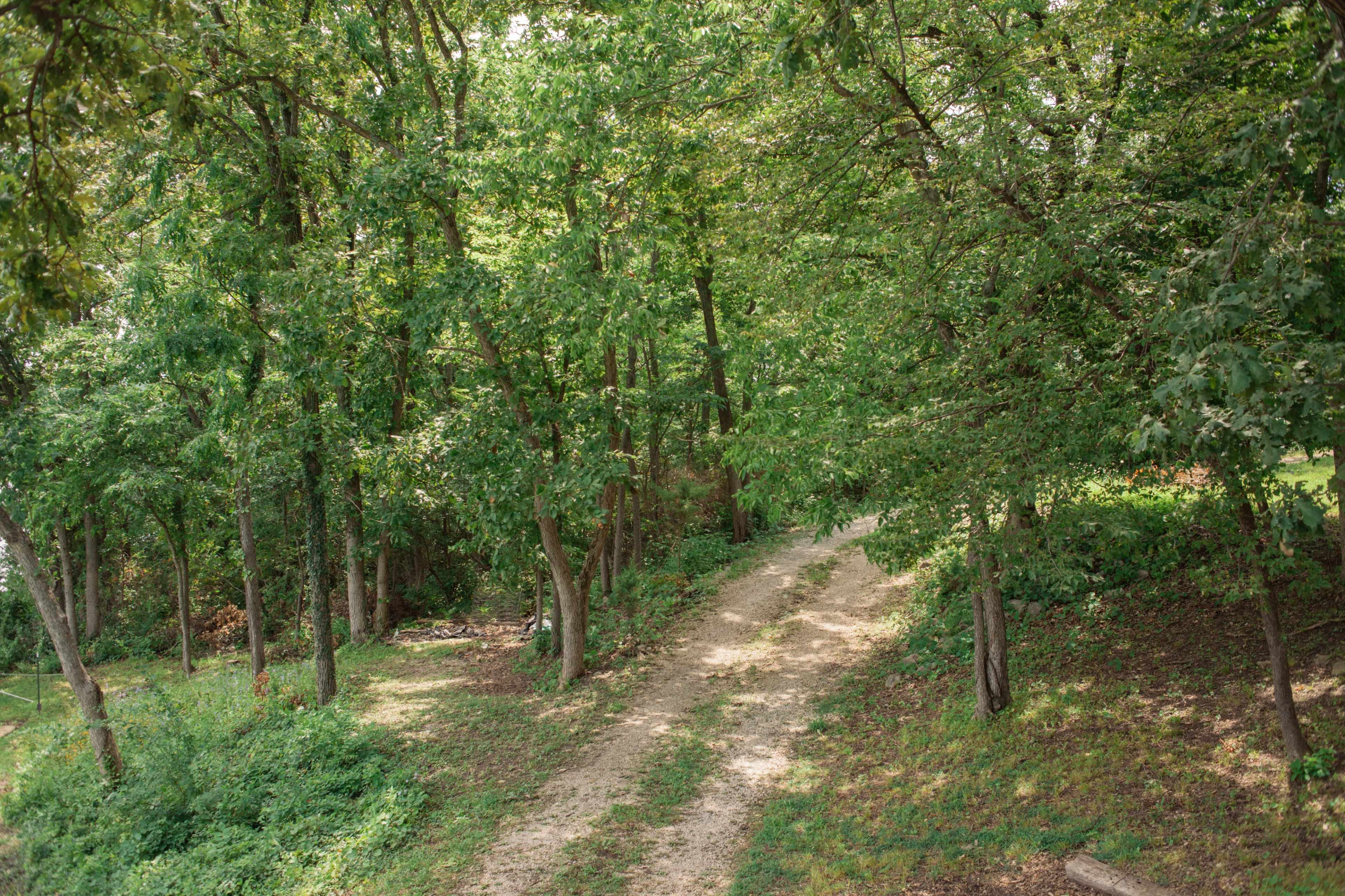 A dirt path winds through a dense green forest.