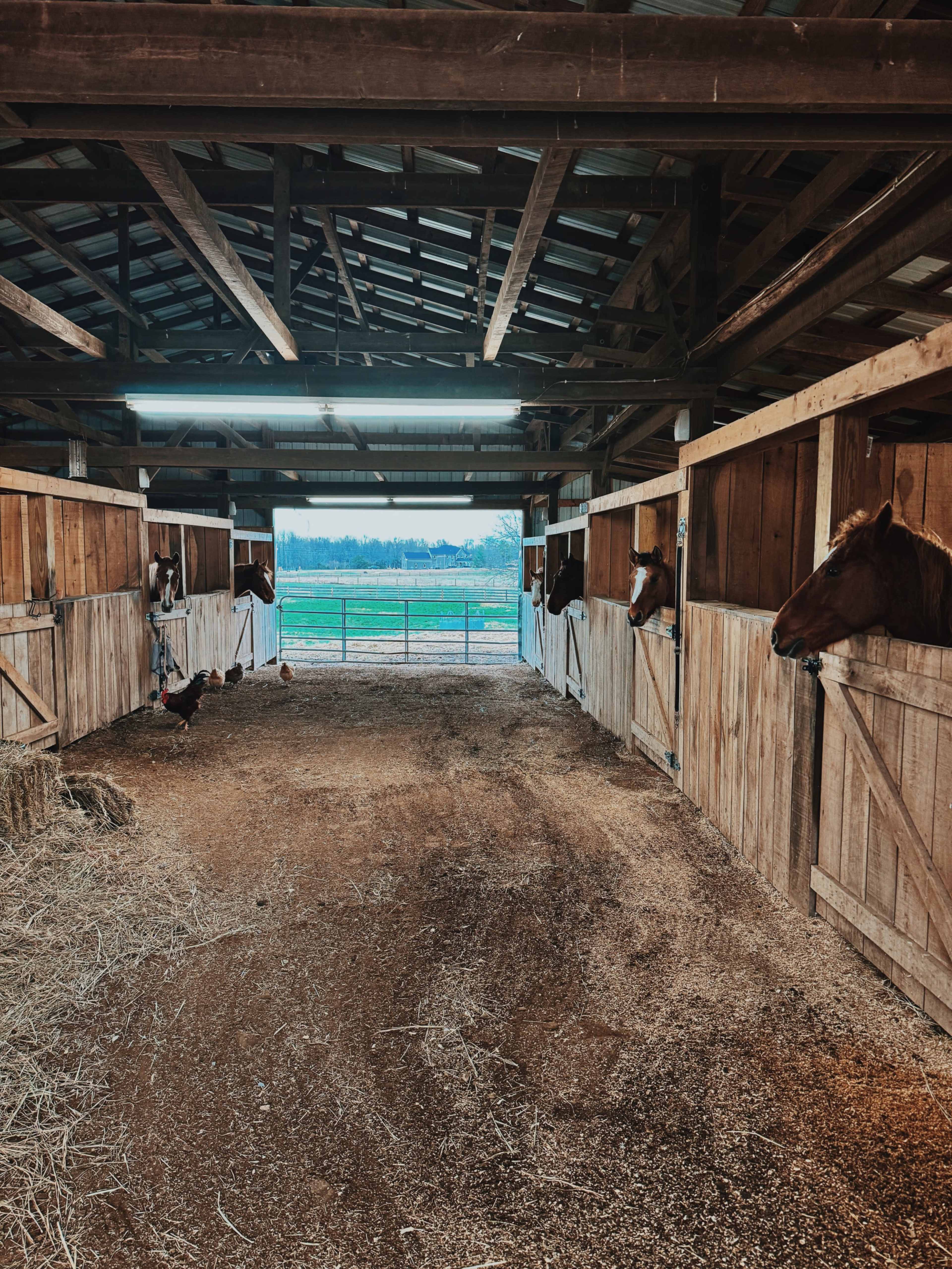 The image shows several horse stalls in a rustic barn, with horses peering out from their stalls and a dirt pathway leading to an open door.
