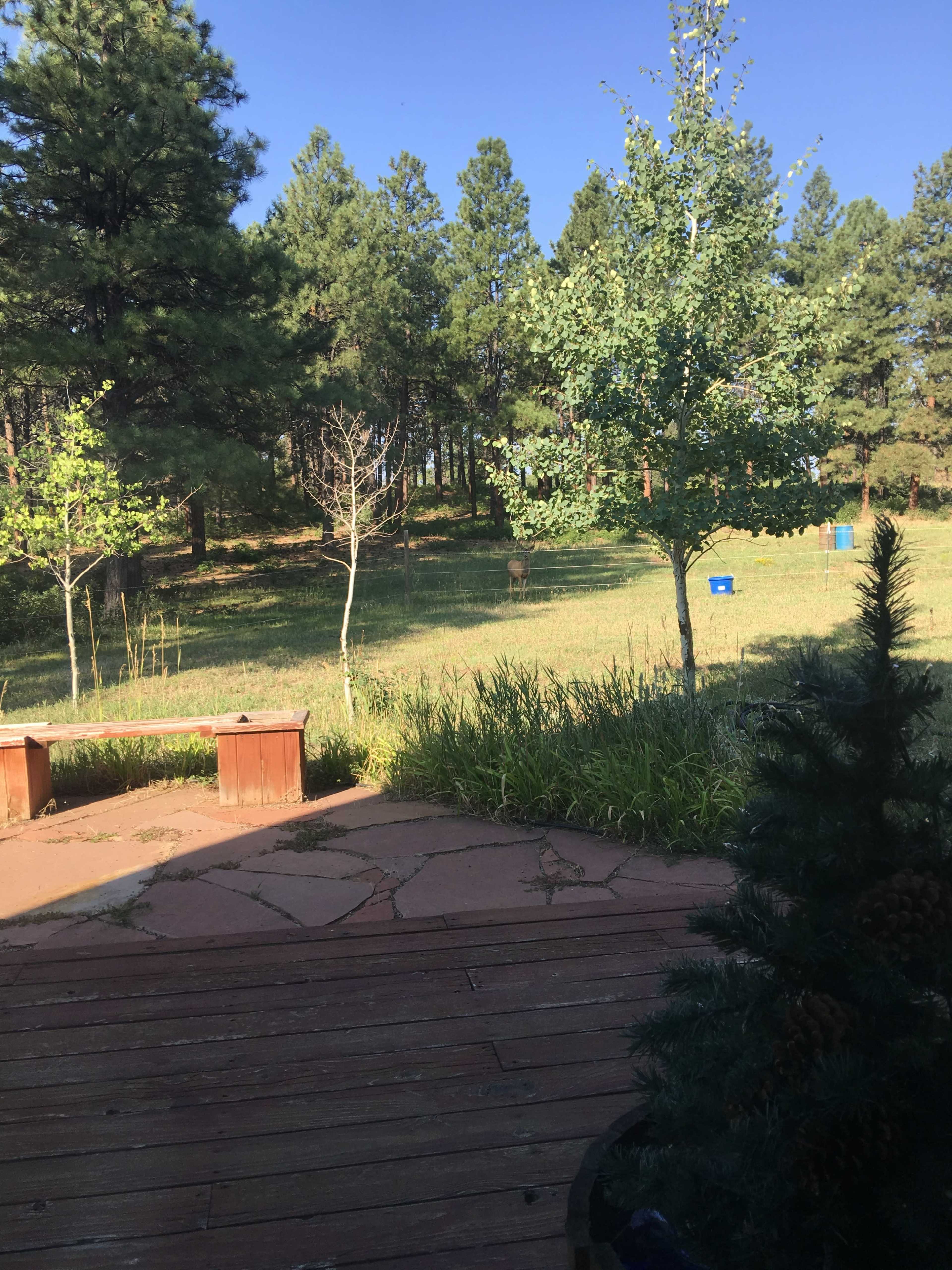 A wooden deck leads to a grassy yard surrounded by trees, with a blue object visible in the distance.