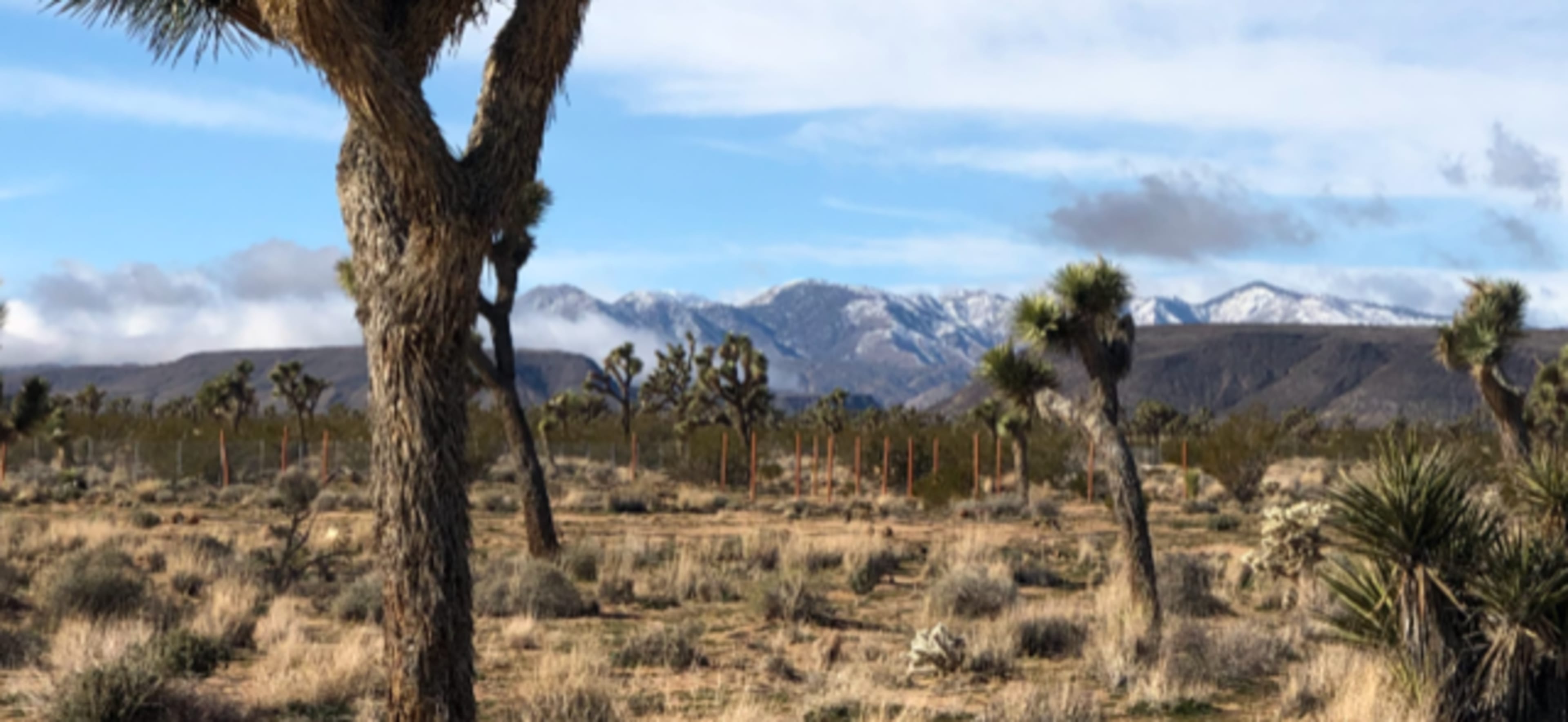 The scene shows a desert landscape with Joshua trees and snow-capped mountains in the background under a partly cloudy sky.