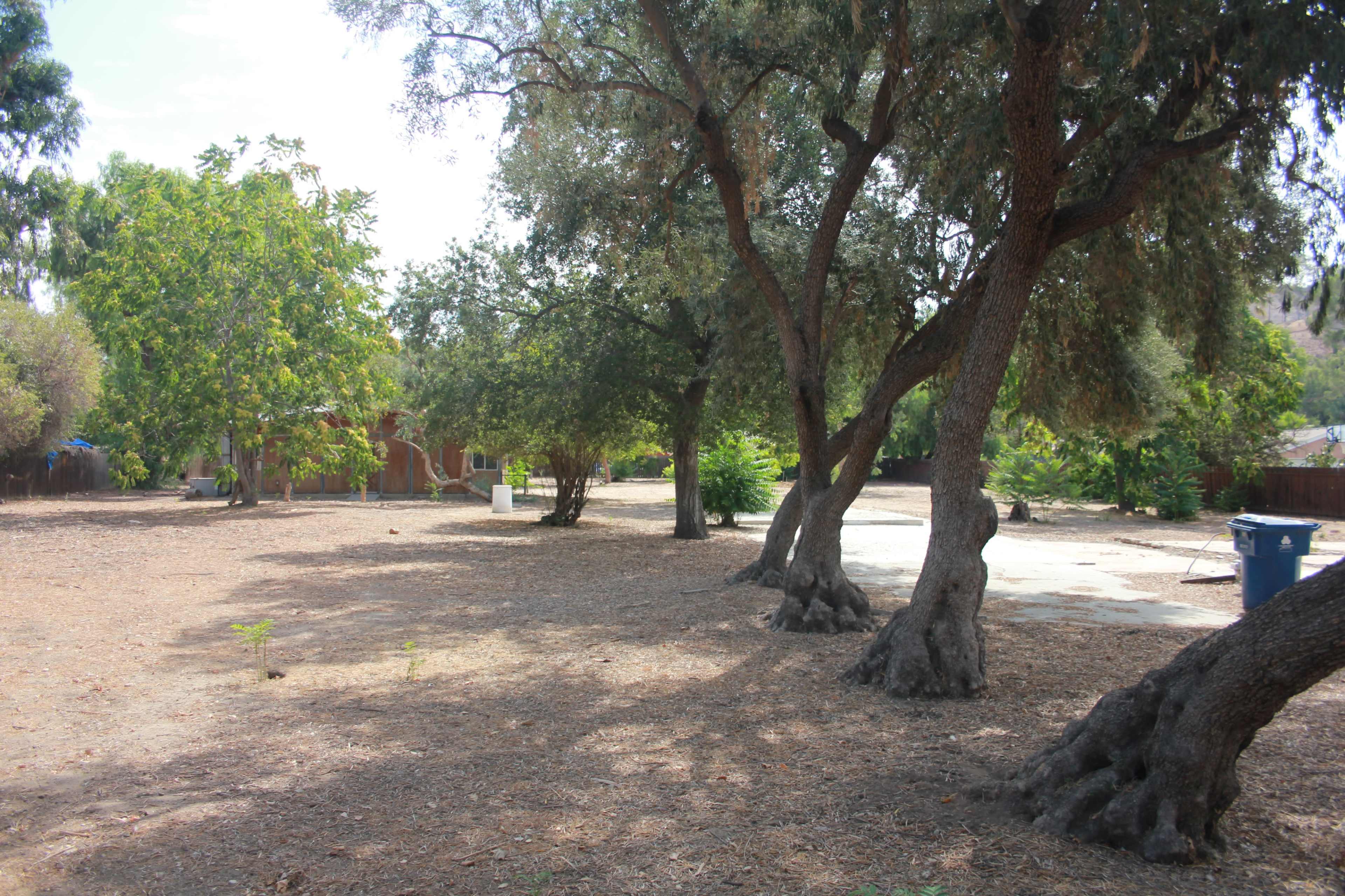 A sparse landscape with several large trees and a cleared area of bare ground in a backyard setting.