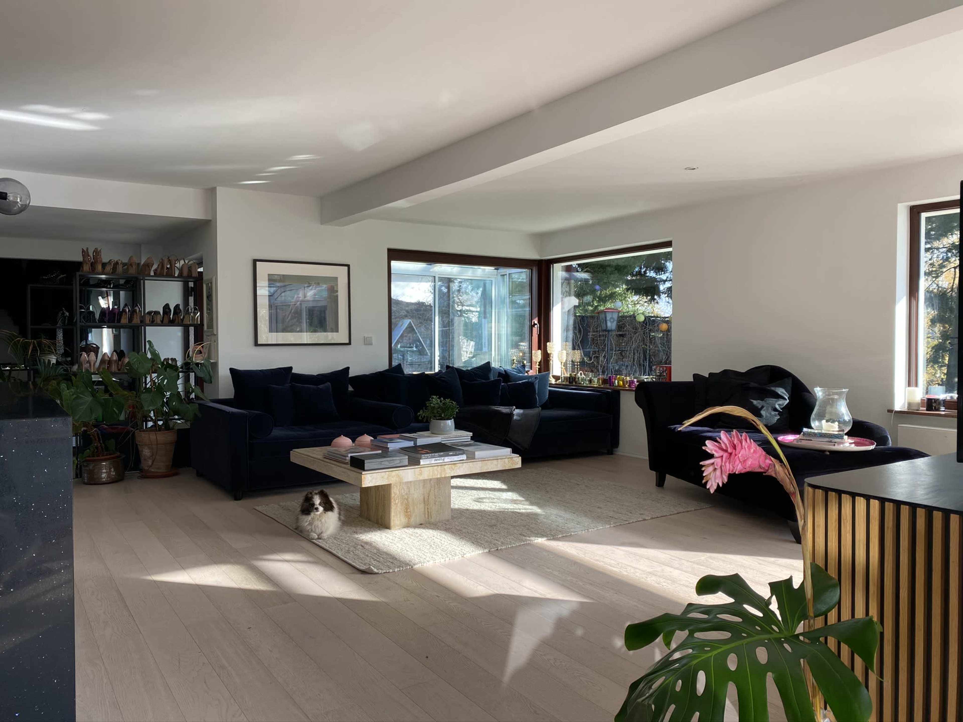 A spacious living room with large windows, a dark sofa, a coffee table, and a cat resting on the floor.