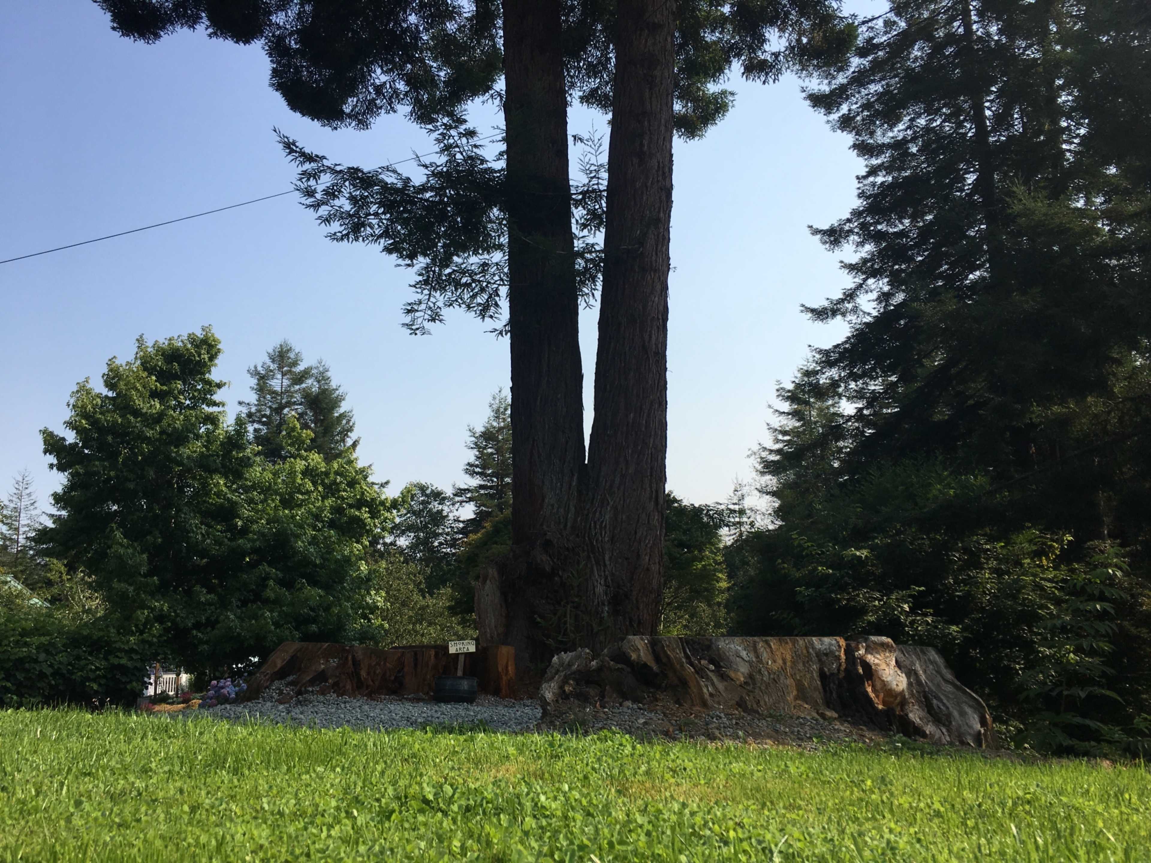 Two large trees stand on a grassy area surrounded by various shrubs and smaller trees.