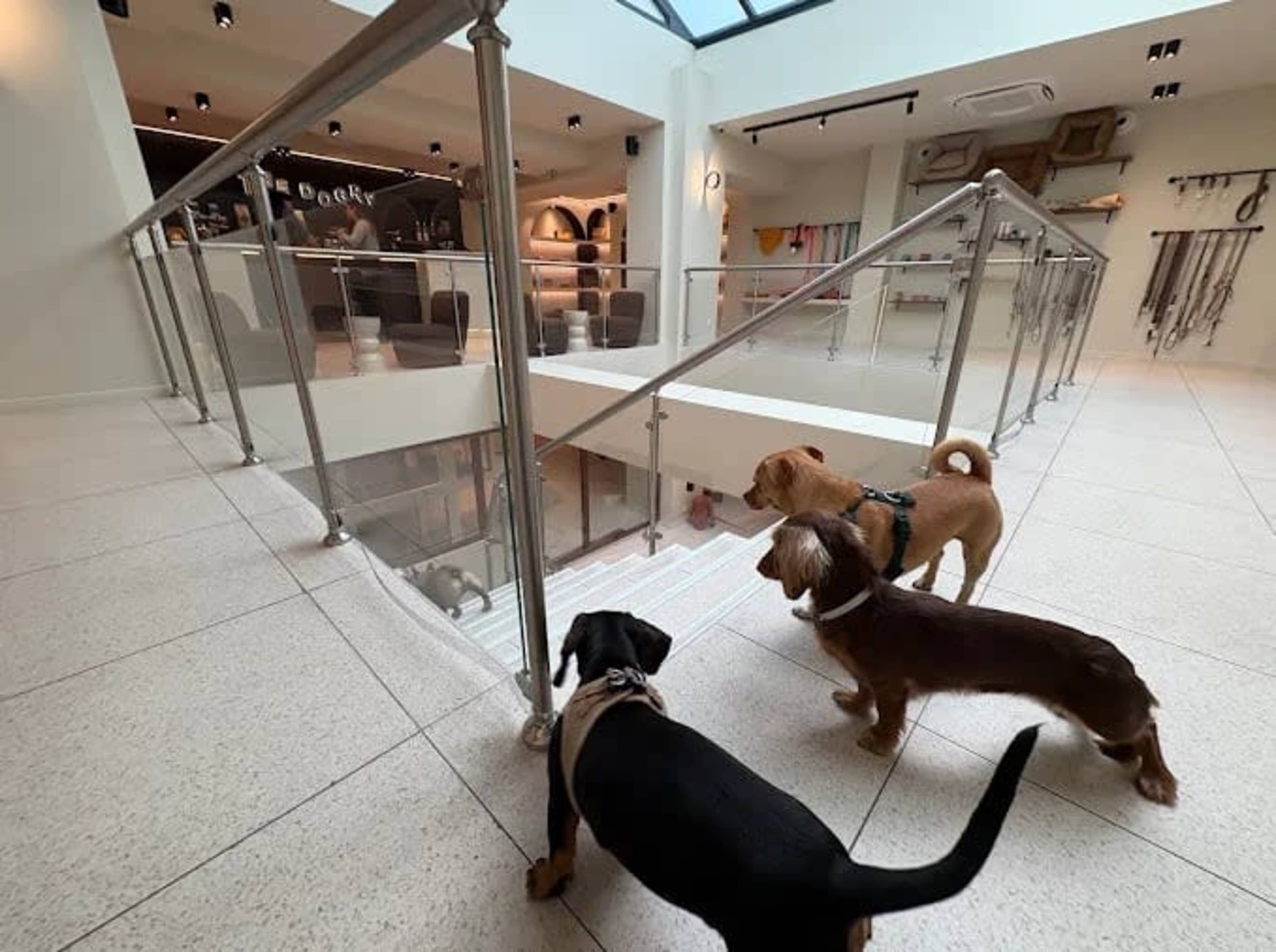 Three dogs are standing at the top of a staircase, looking down into a brightly lit pet store with modern decor.