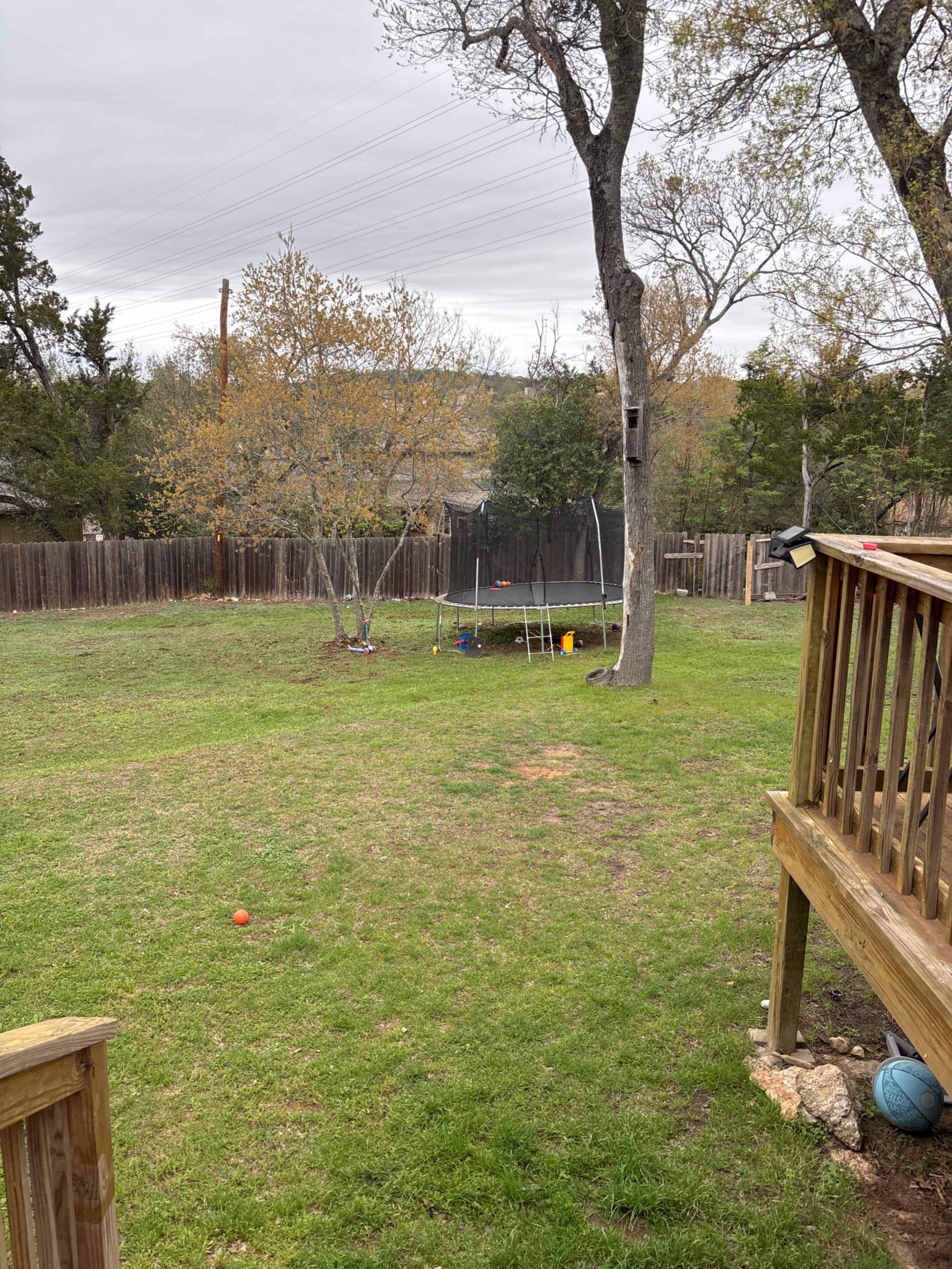A grassy backyard features a trampoline, a few scattered toys, and trees with sparse foliage under an overcast sky.