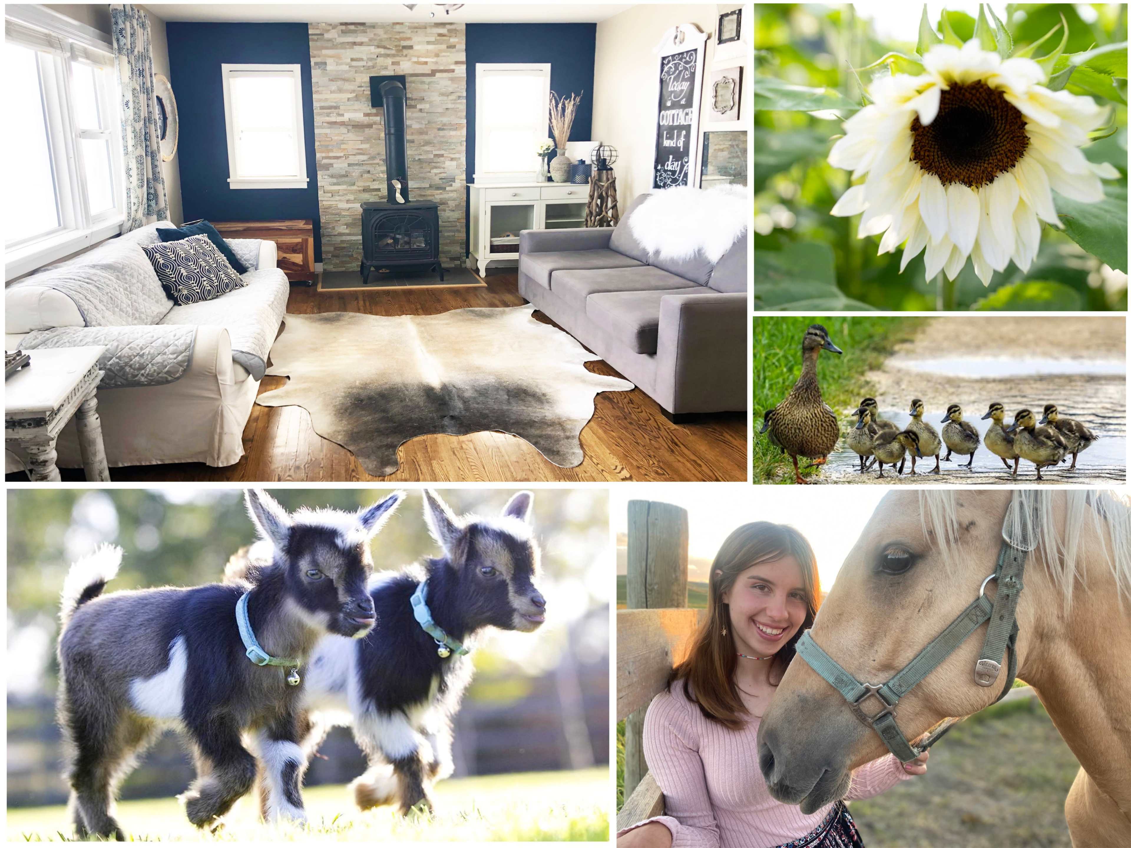 The image features a collage showcasing a cozy living room, a close-up of a sunflower, a group of ducklings, two baby goats, and a woman interacting with a horse.