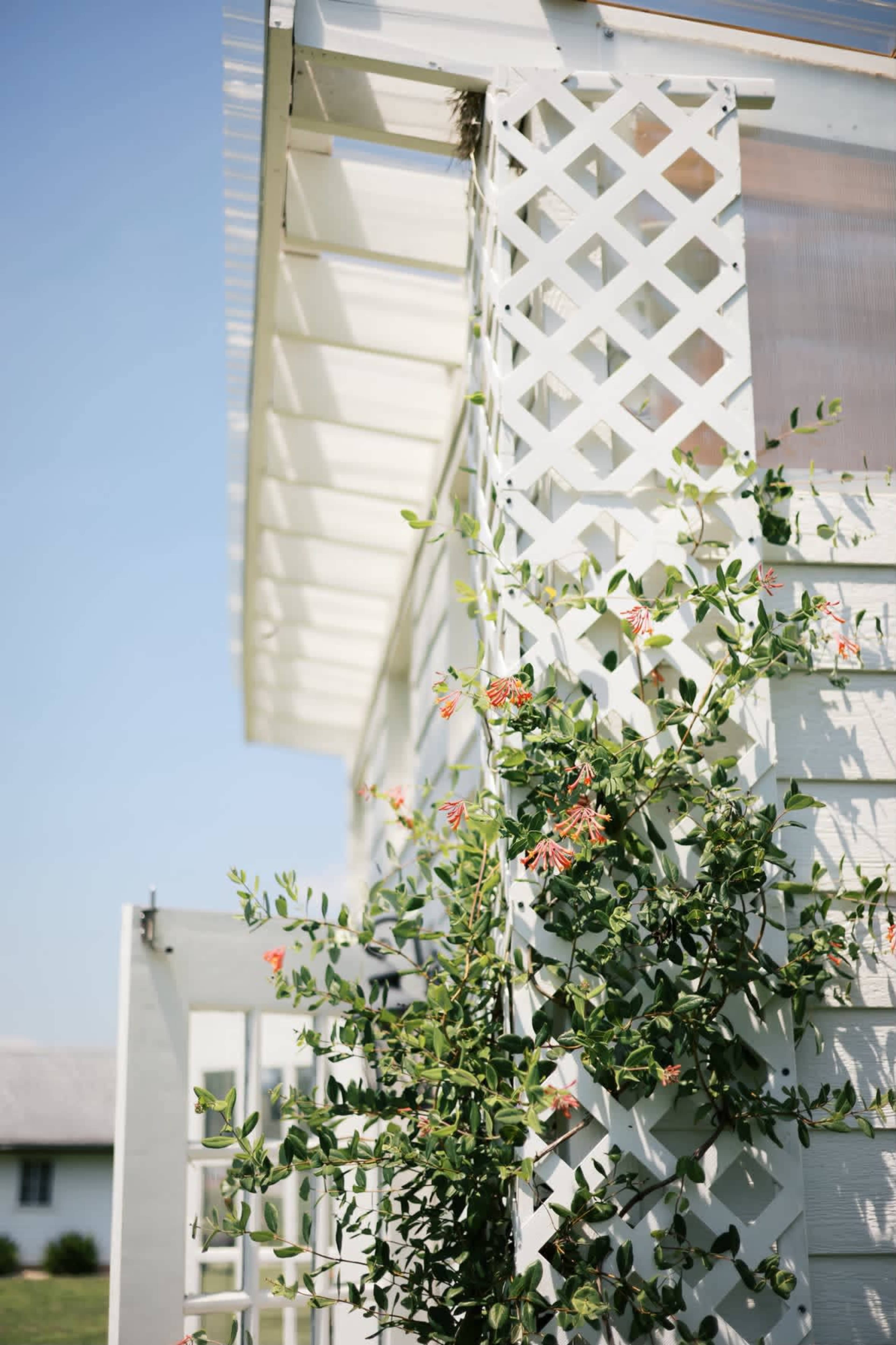 The image shows a white wooden house with a lattice structure covered in climbing plants under a clear blue sky.