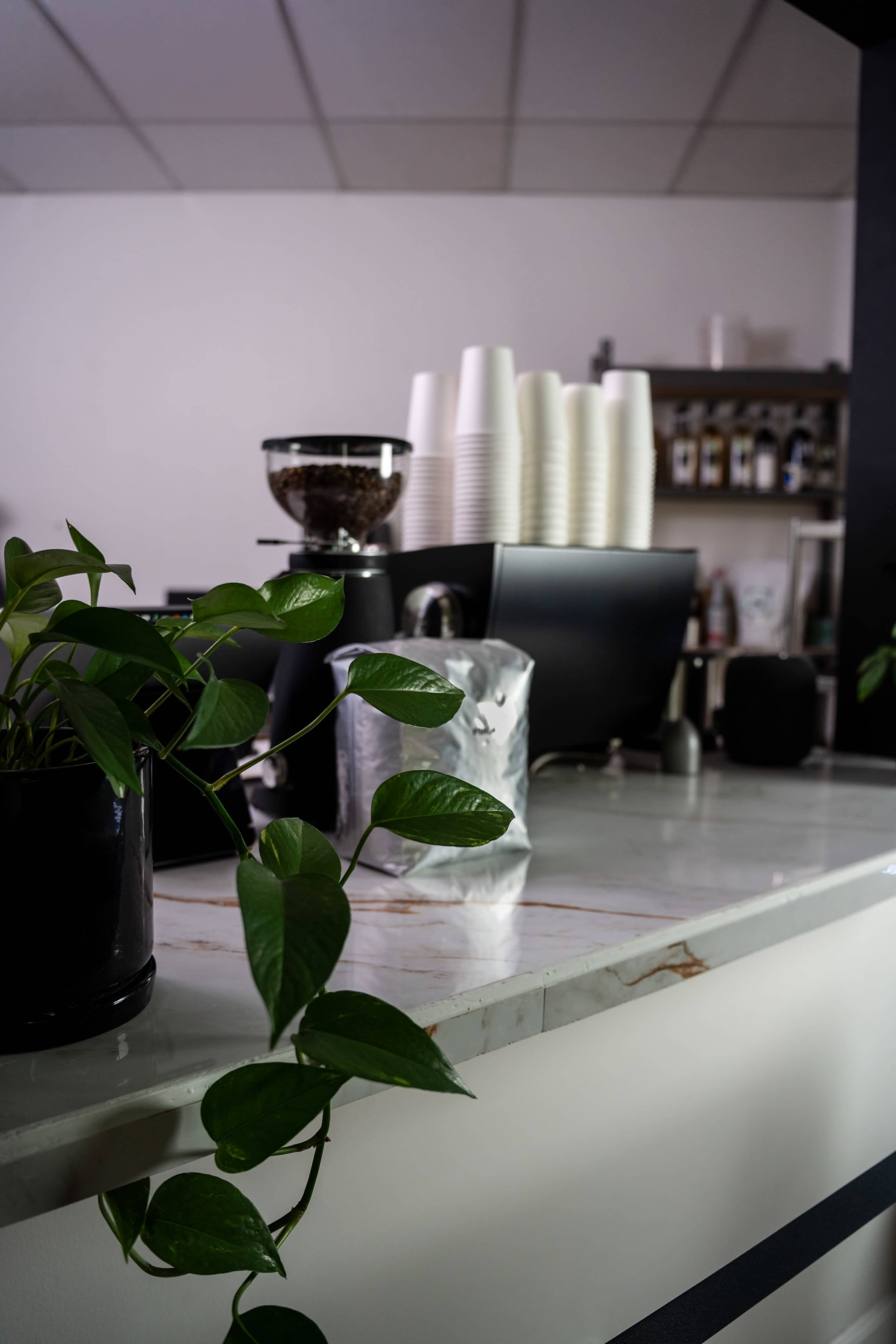 A countertop in a coffee shop features a coffee grinder, stacked cups, and a plant cascading over the side.