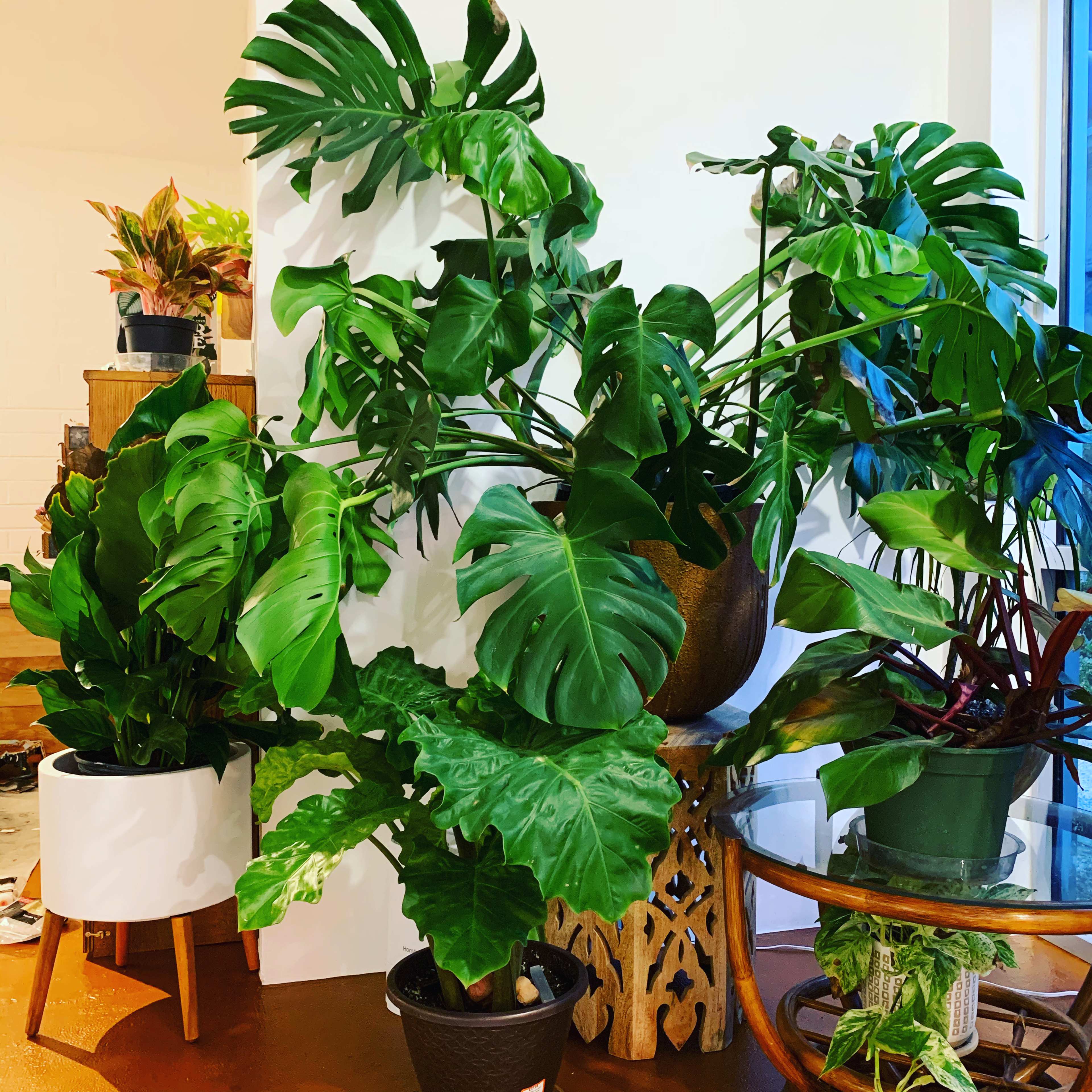 A variety of indoor plants arranged in pots, with lush green leaves and different heights, positioned near a wall and furniture in a room.