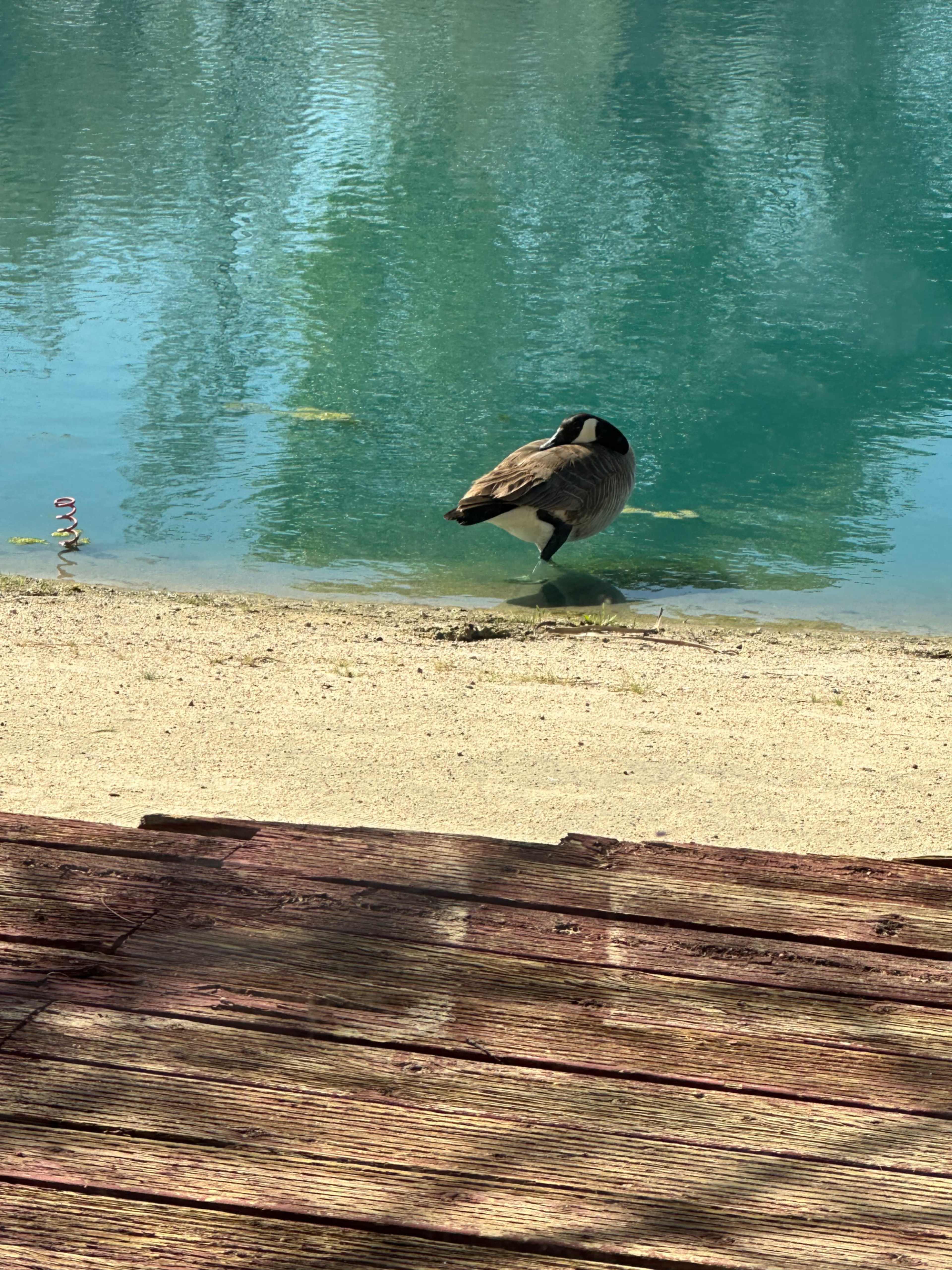 Oasis in the desert- Lake and mountain views Image in , Newberry Springs, CA