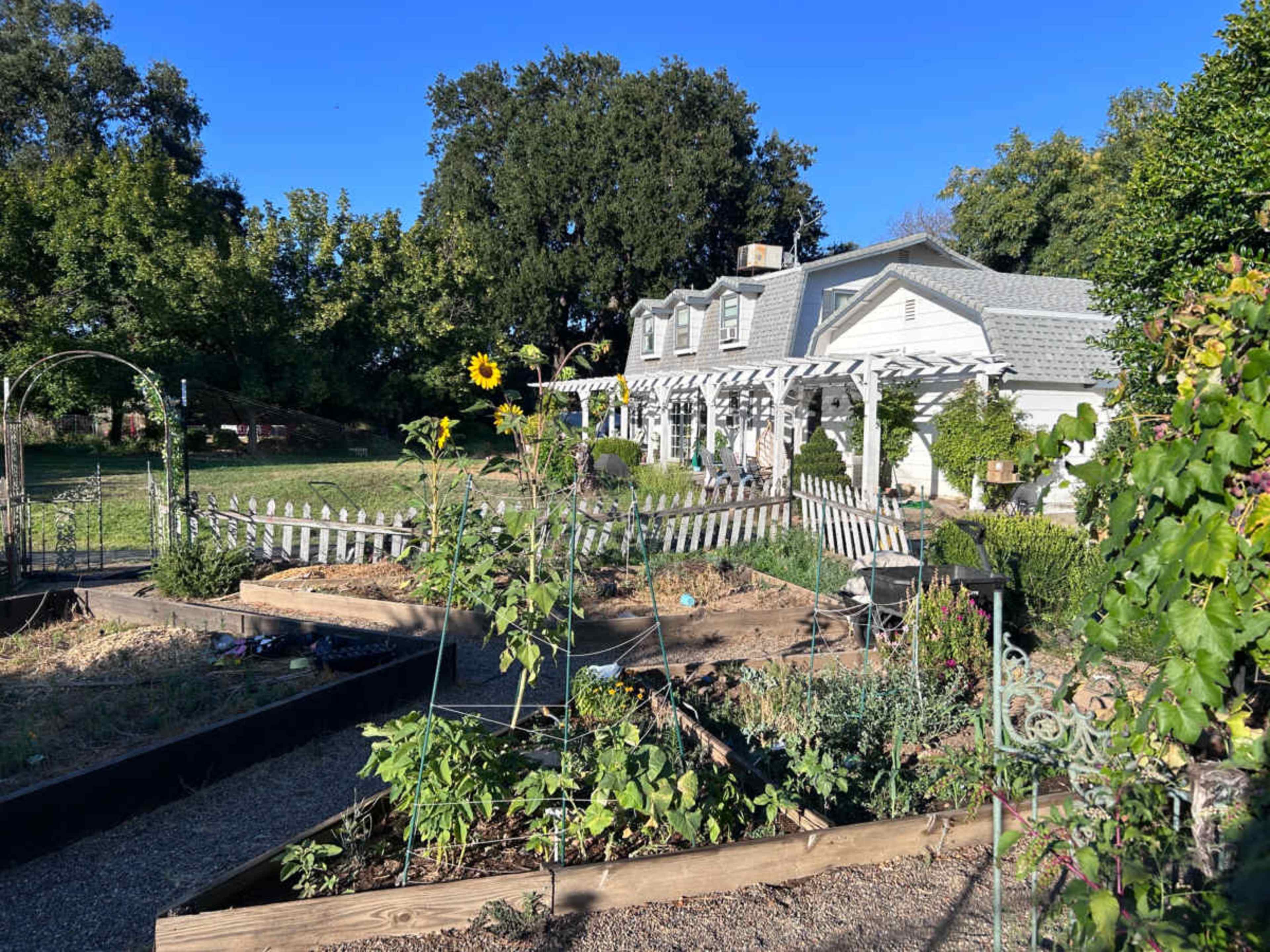 A well-maintained garden with raised vegetable beds and a house in the background, surrounded by trees under a clear blue sky.