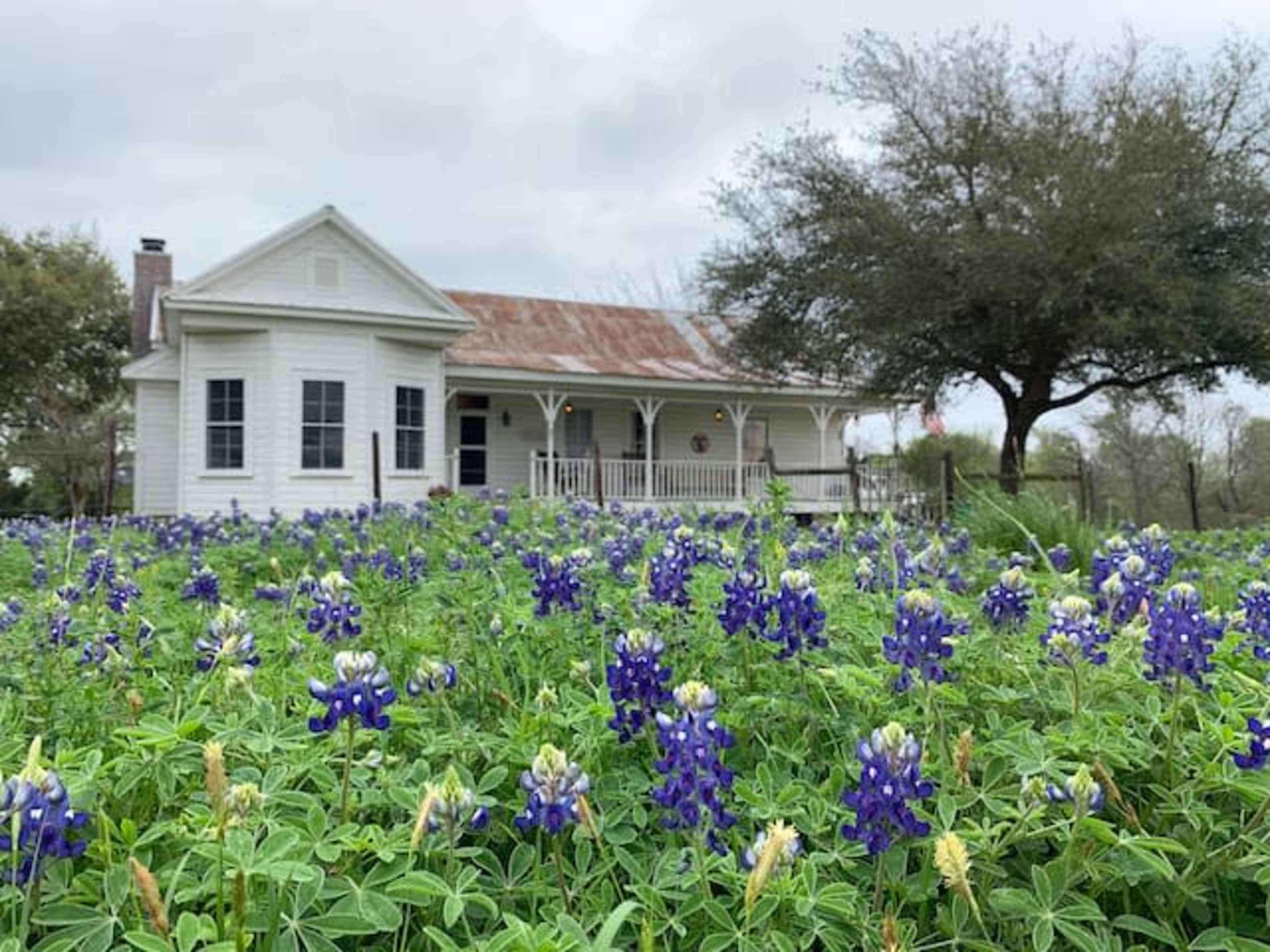 A white house with a metal roof is surrounded by a field of bluebonnet flowers.