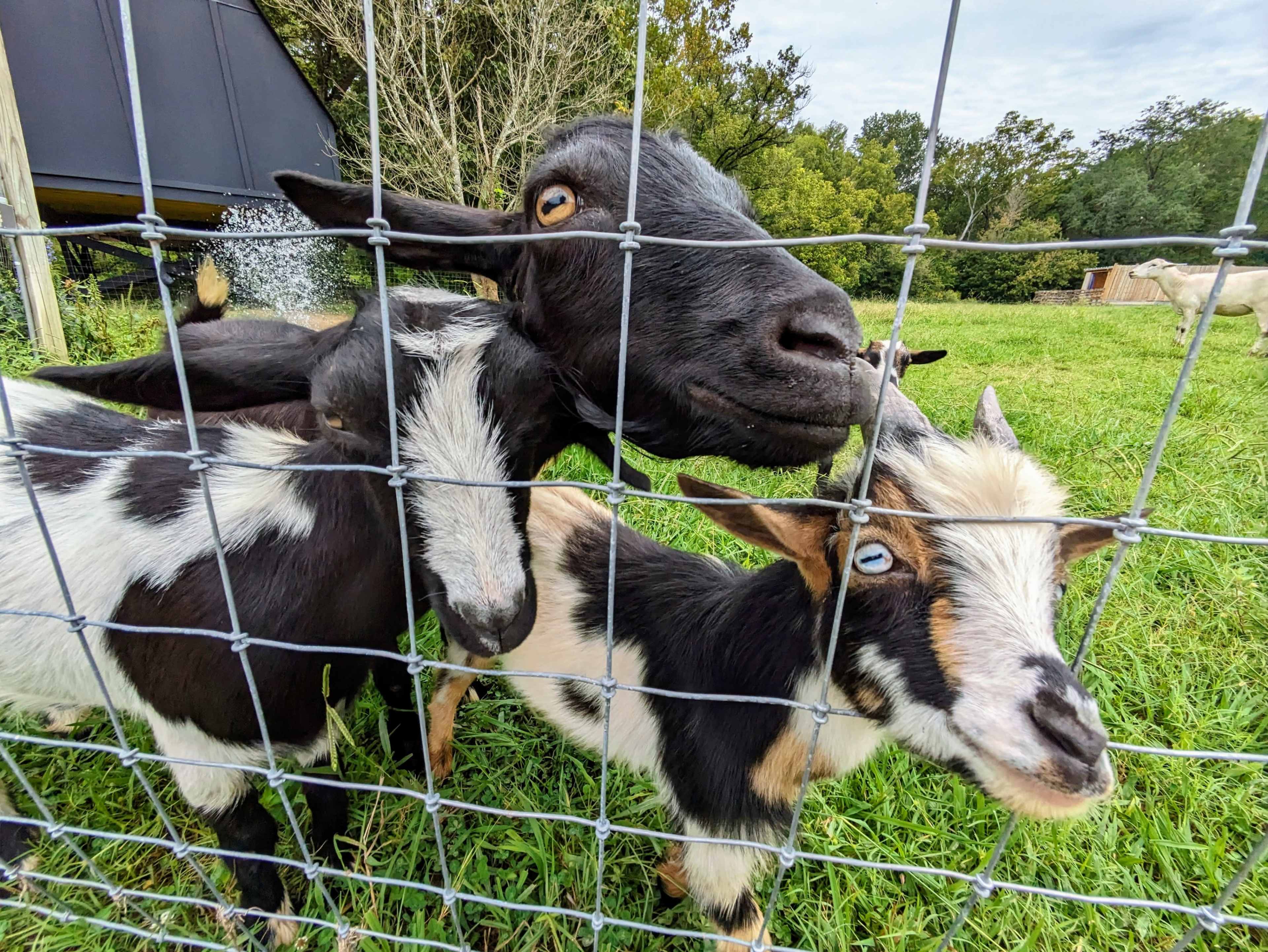 Two goats with distinctive markings stand close together behind a wire fence in a grassy area.