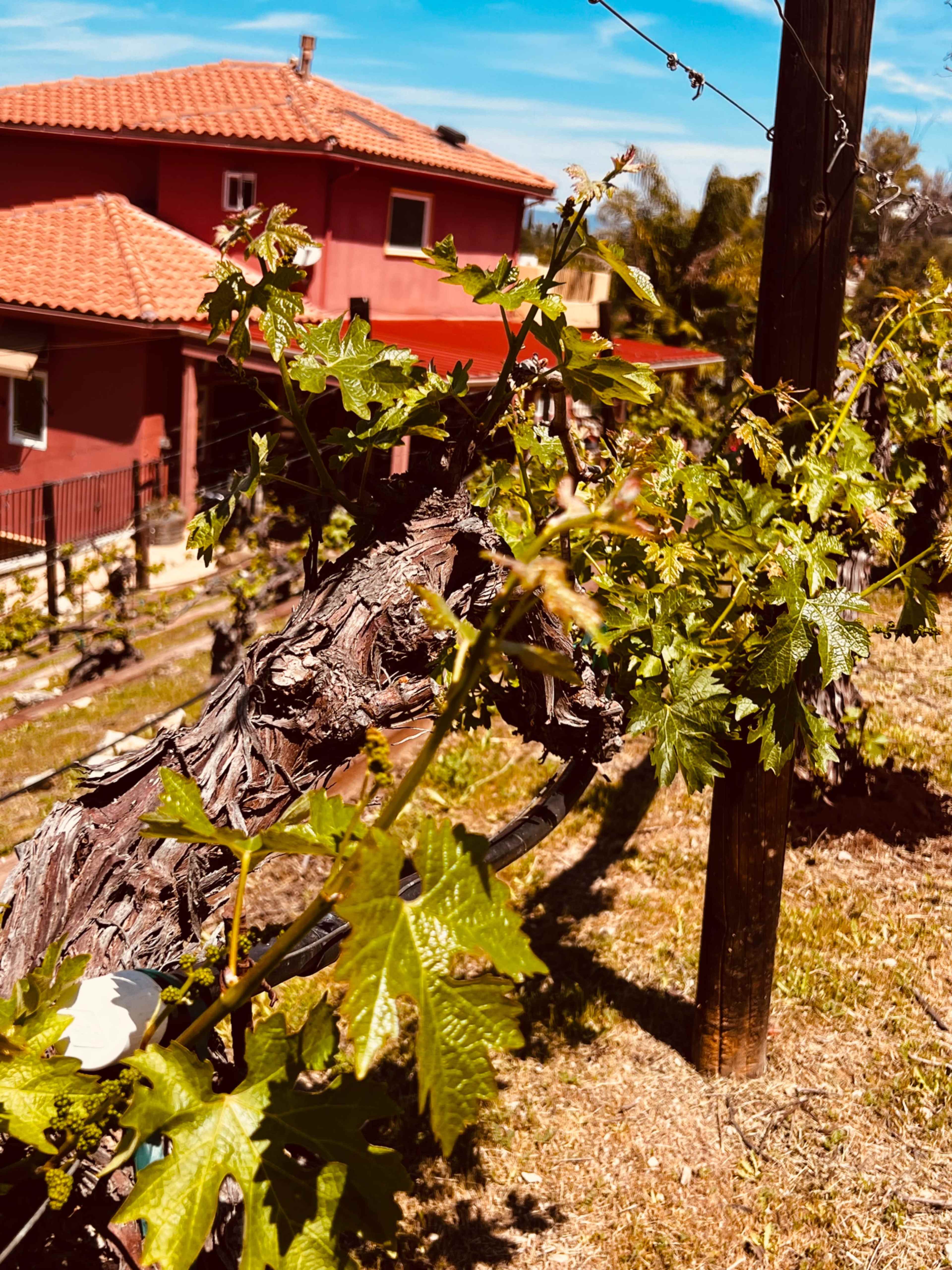 A twisted vine with young leaves stretches along a trellis in a vineyard, with a red house and blue sky visible in the background.