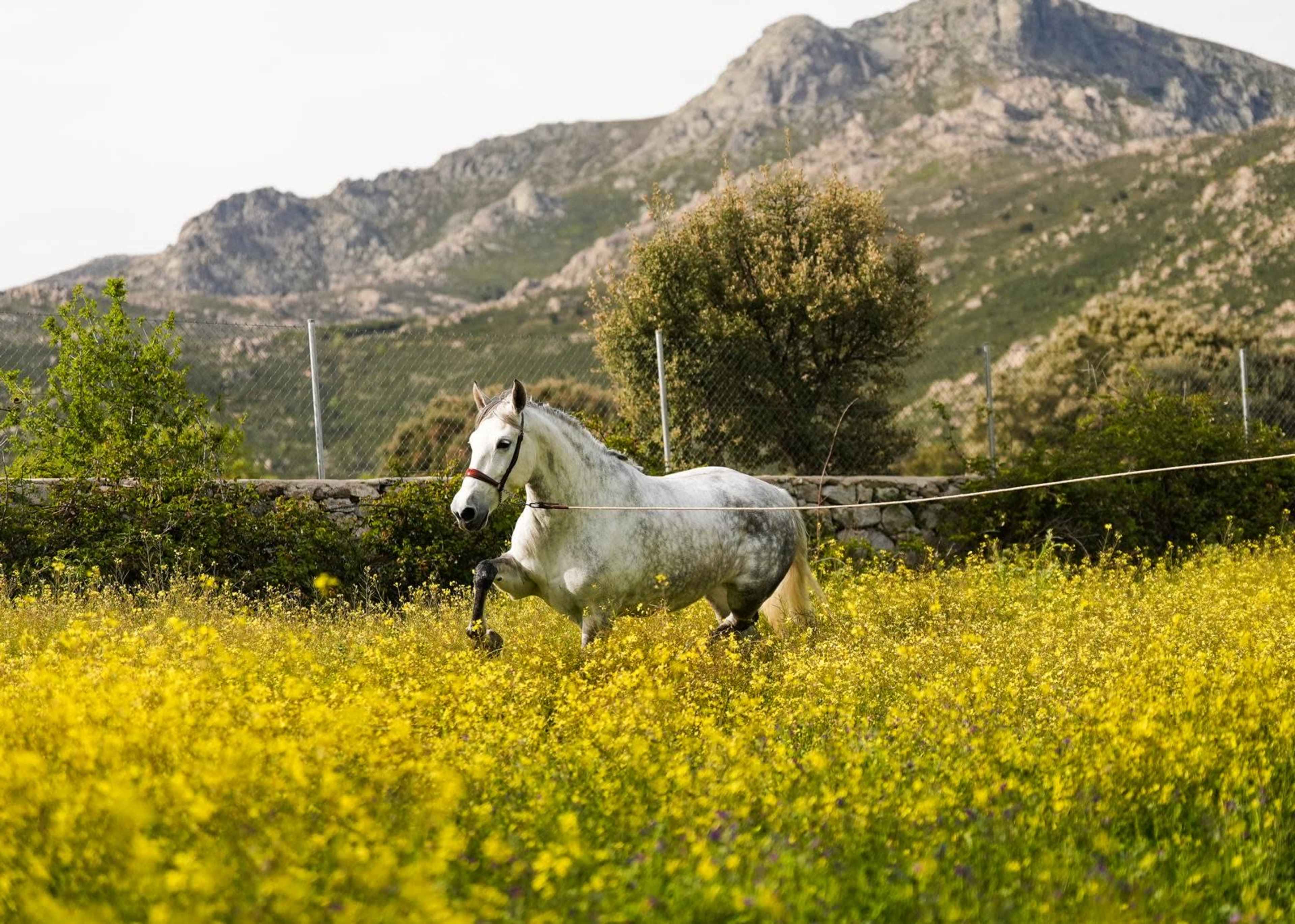 A white horse runs through a field of yellow flowers with mountains in the background.