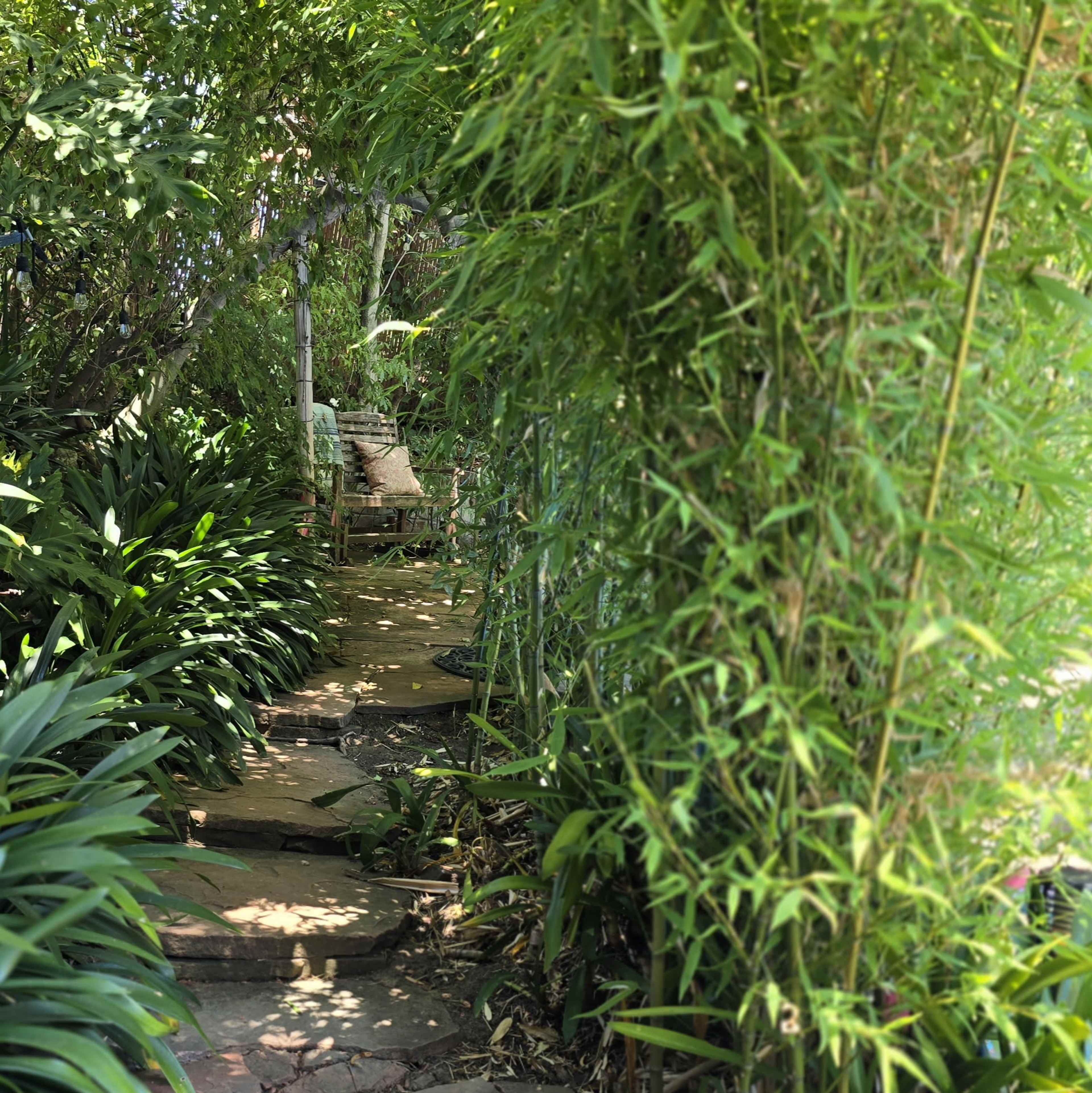 A stone pathway leads through a dense growth of bamboo and shrubs towards a wooden chair.