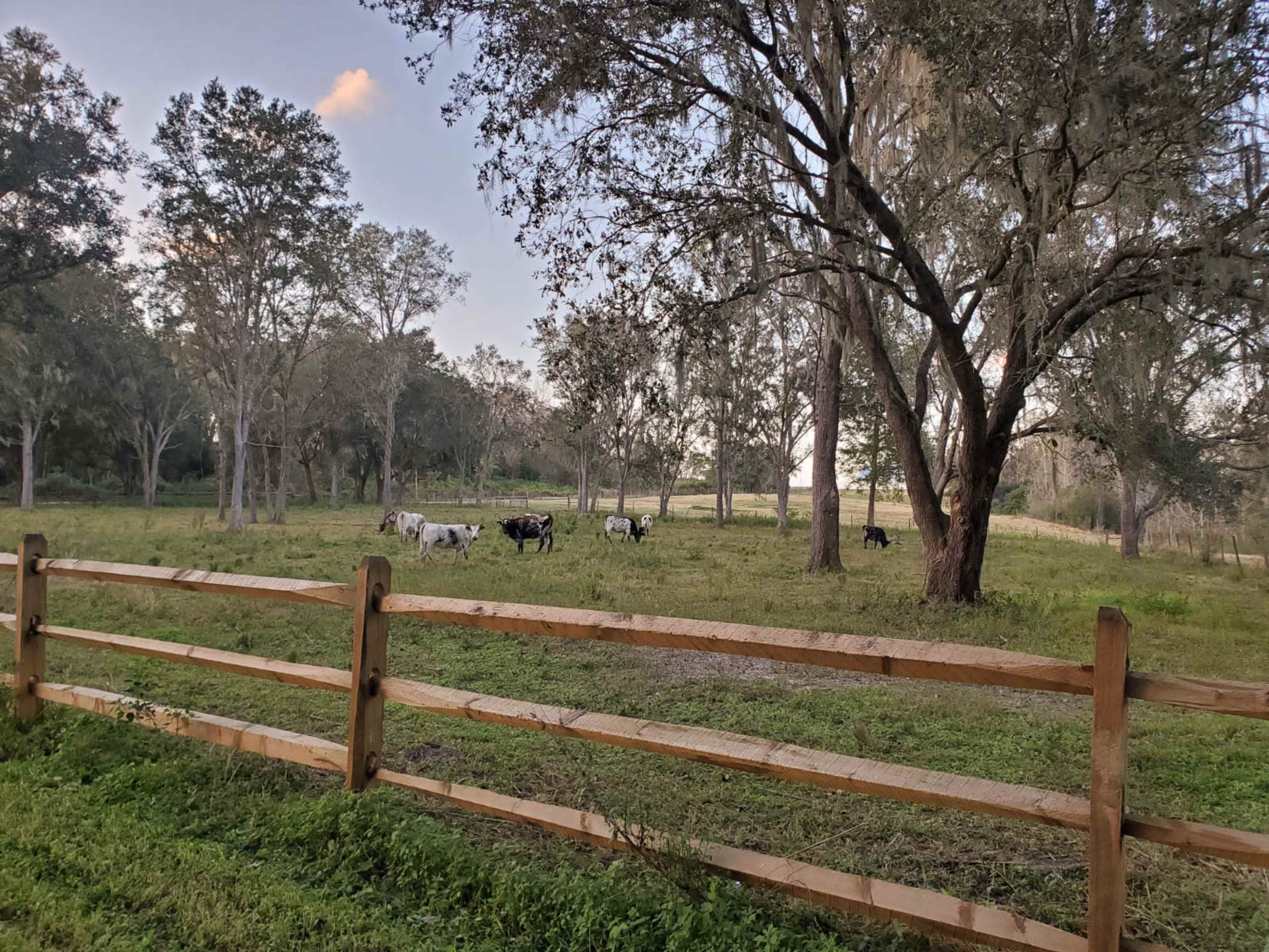 A herd of cows grazes in a grassy field surrounded by trees and a wooden fence.