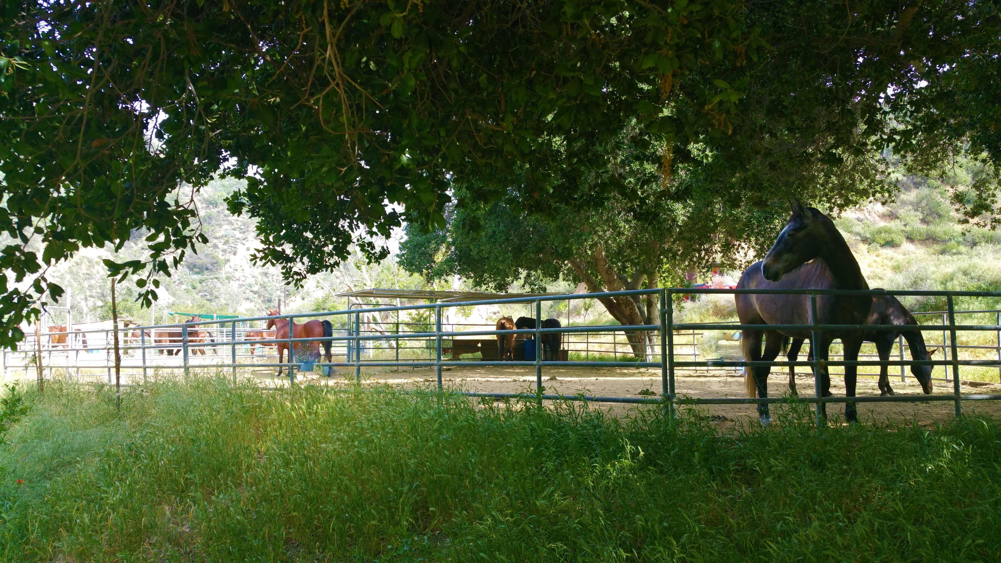 A group of horses stands inside a fenced pasture under a tree.
