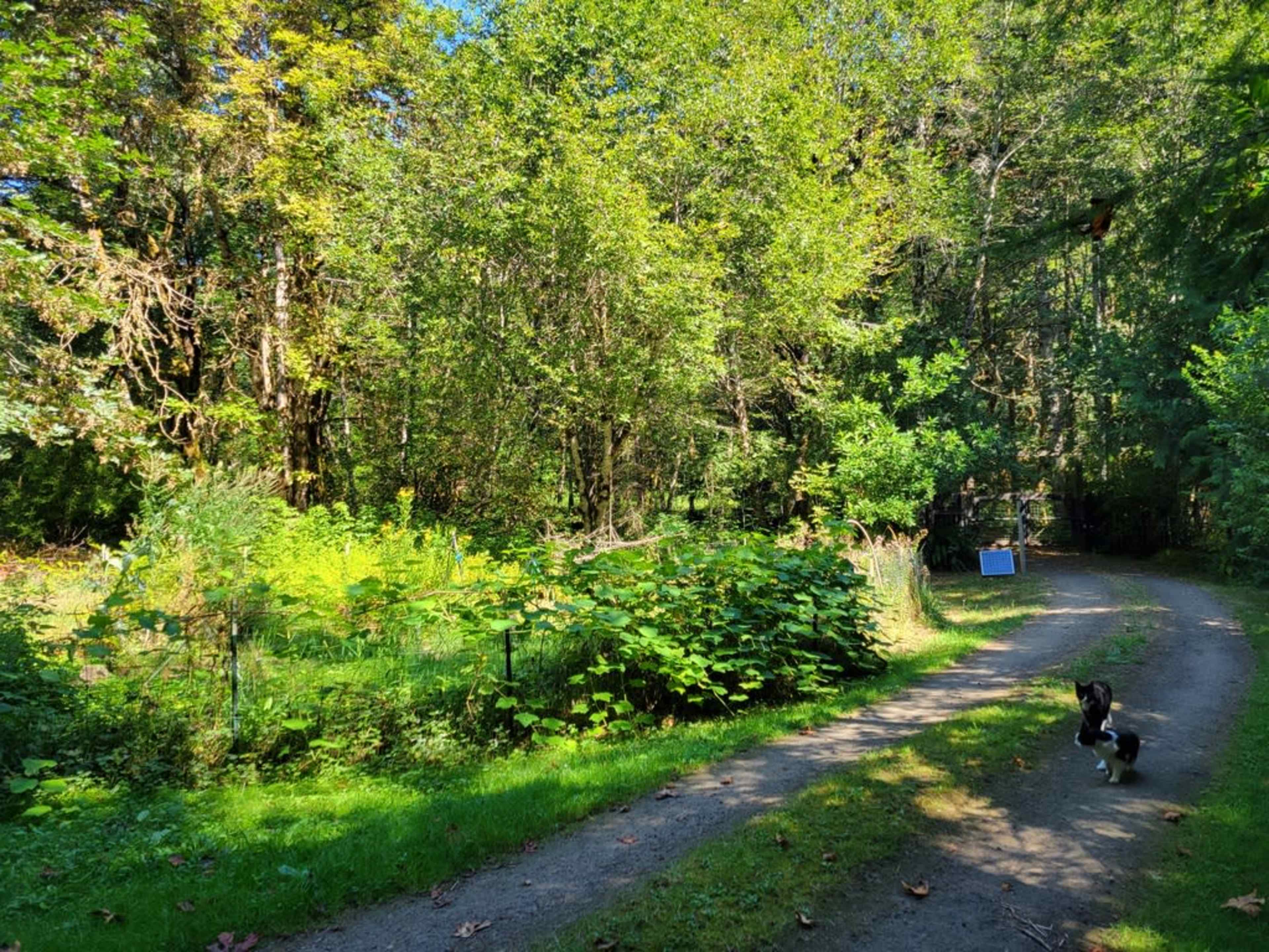 A dirt path winds through a lush green forest with dense trees and a small dog standing nearby.