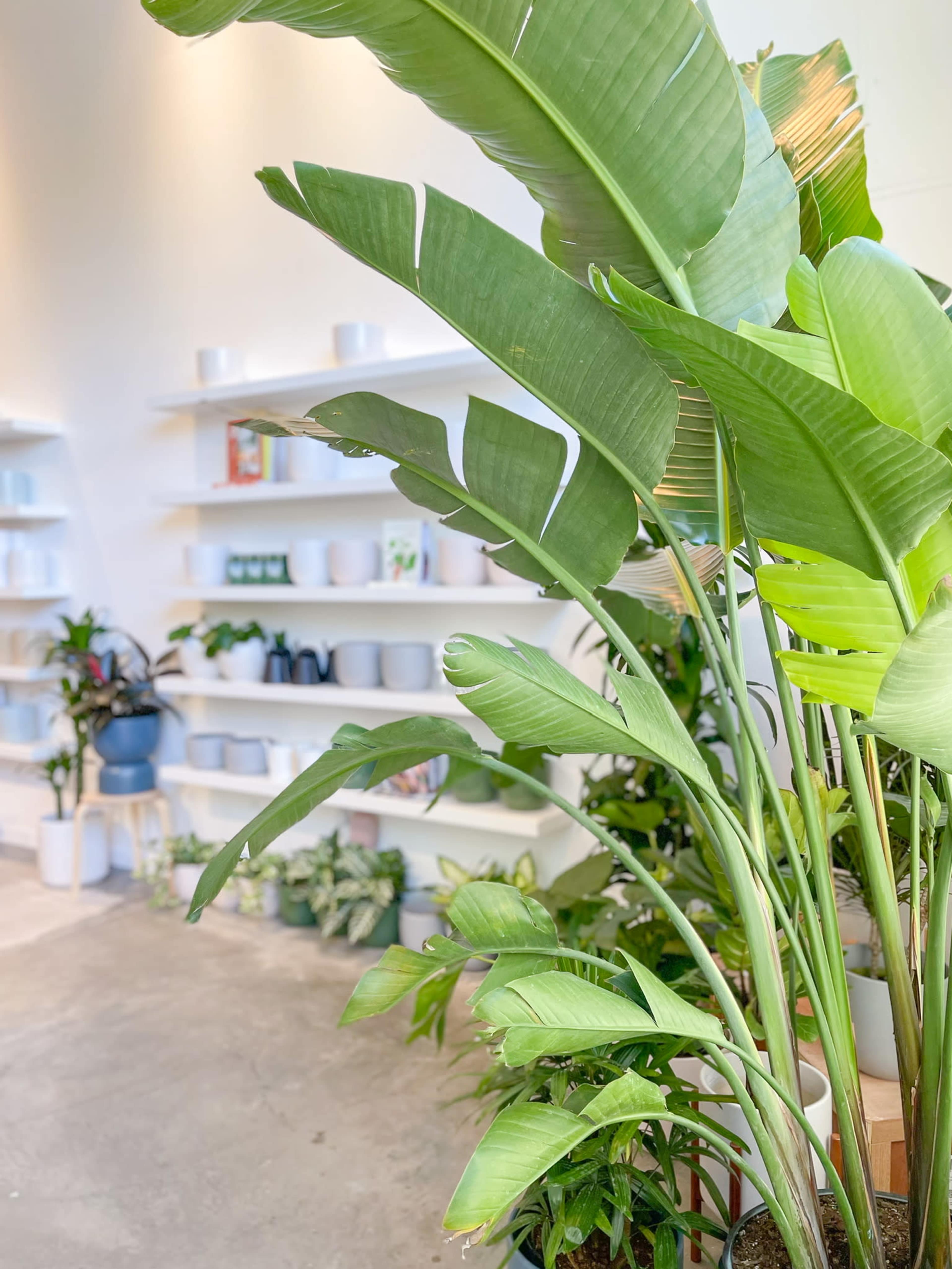 A variety of green plants are arranged in a well-lit room with white shelves displaying decorative items and planters.