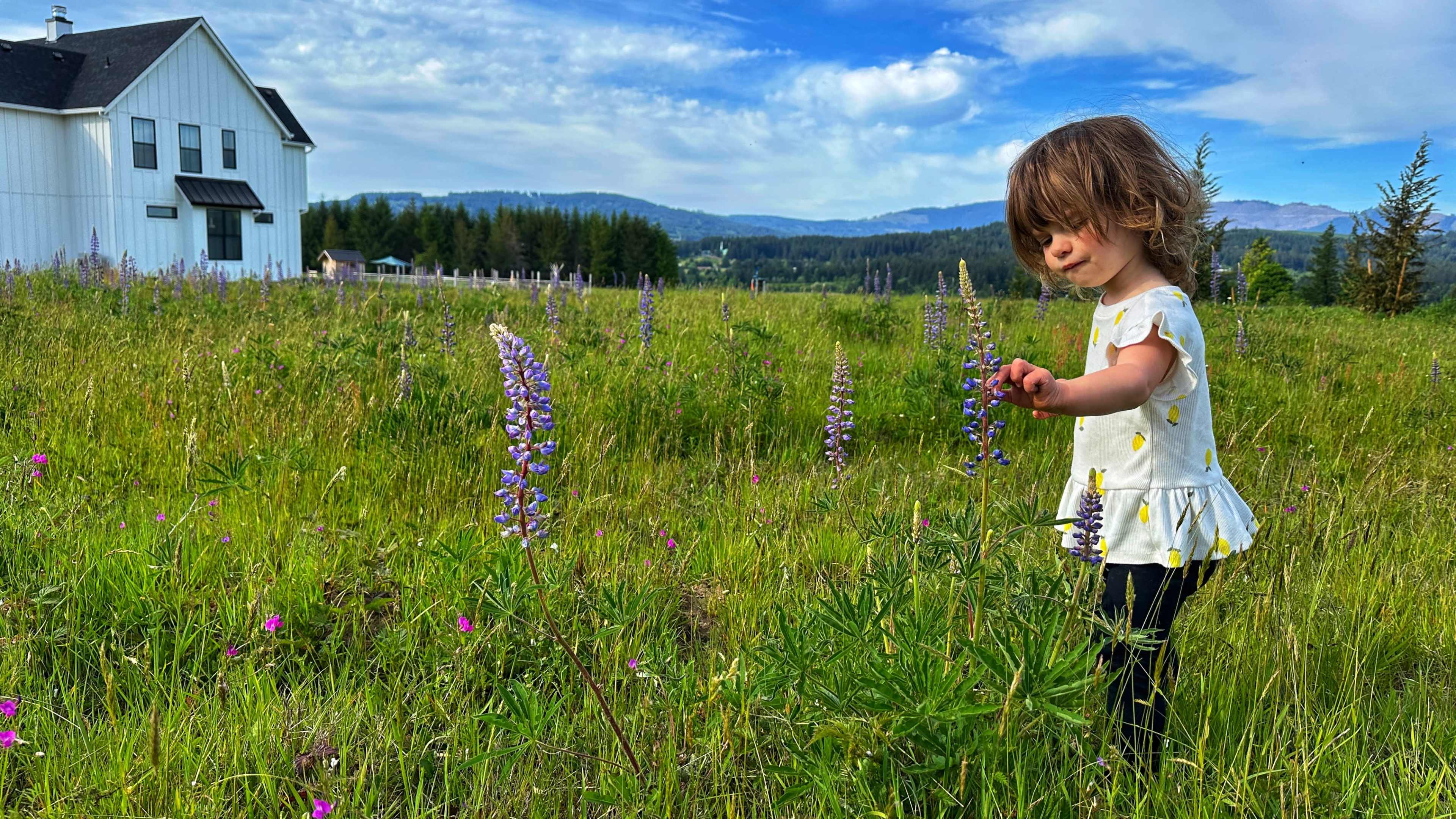 A child in a white shirt gathers flowers in a grassy field near a house with a mountain backdrop.