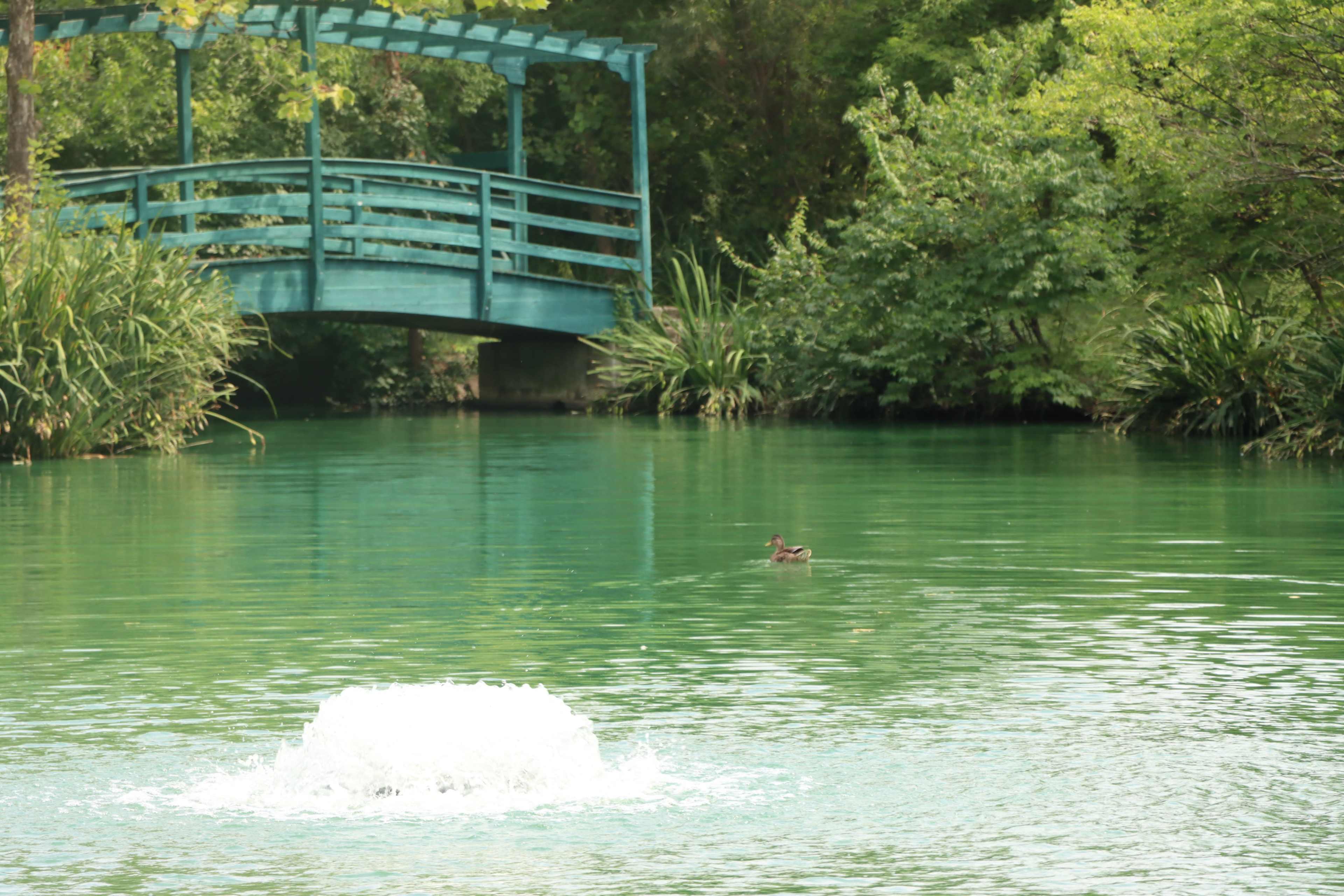 A blue wooden bridge spans a green river, where a duck swims near a fountain creating ripples in the water.