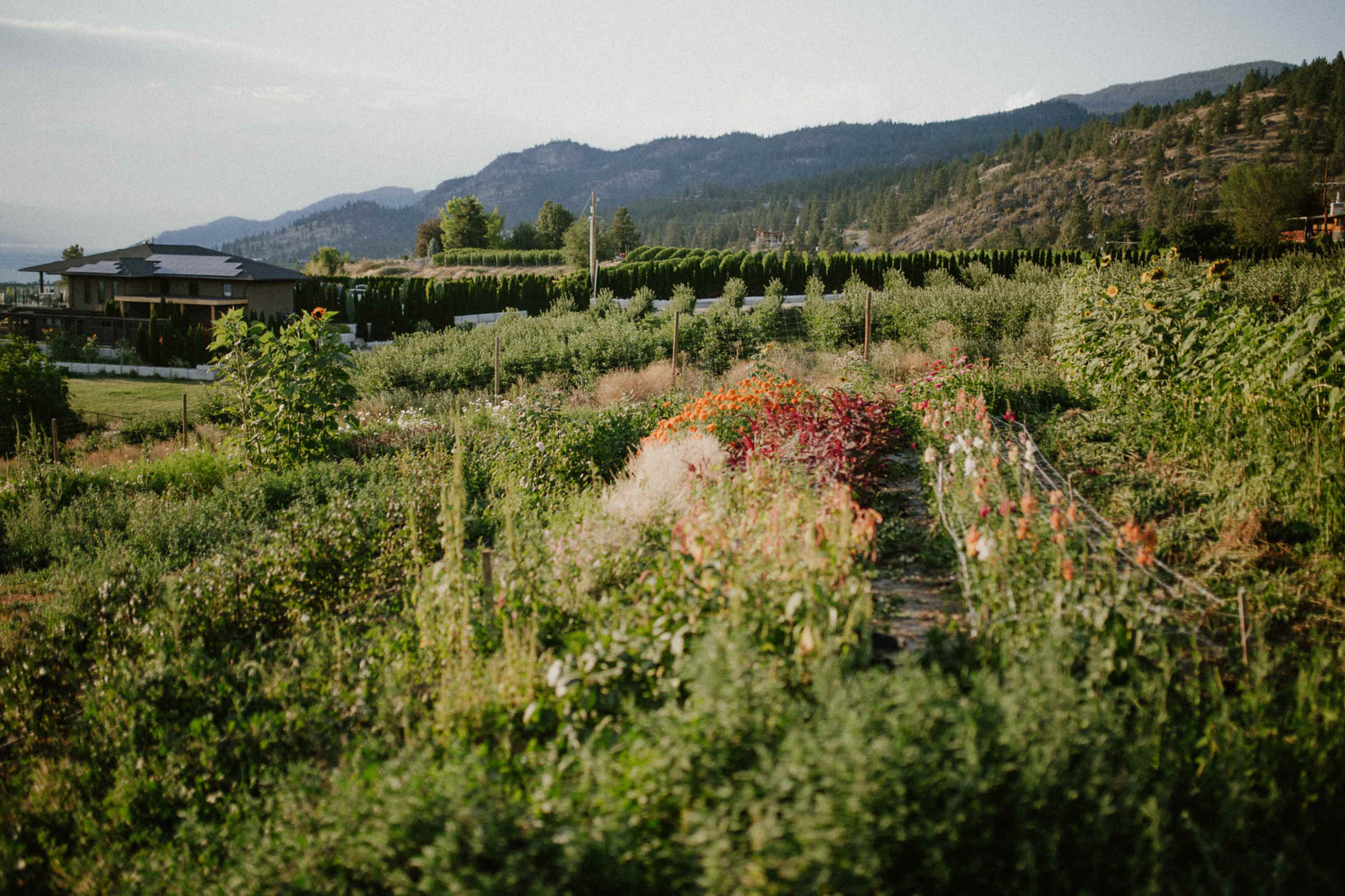 Vegetable and Flower Farm with Lake View Image in Naramata, Naramata, BC
