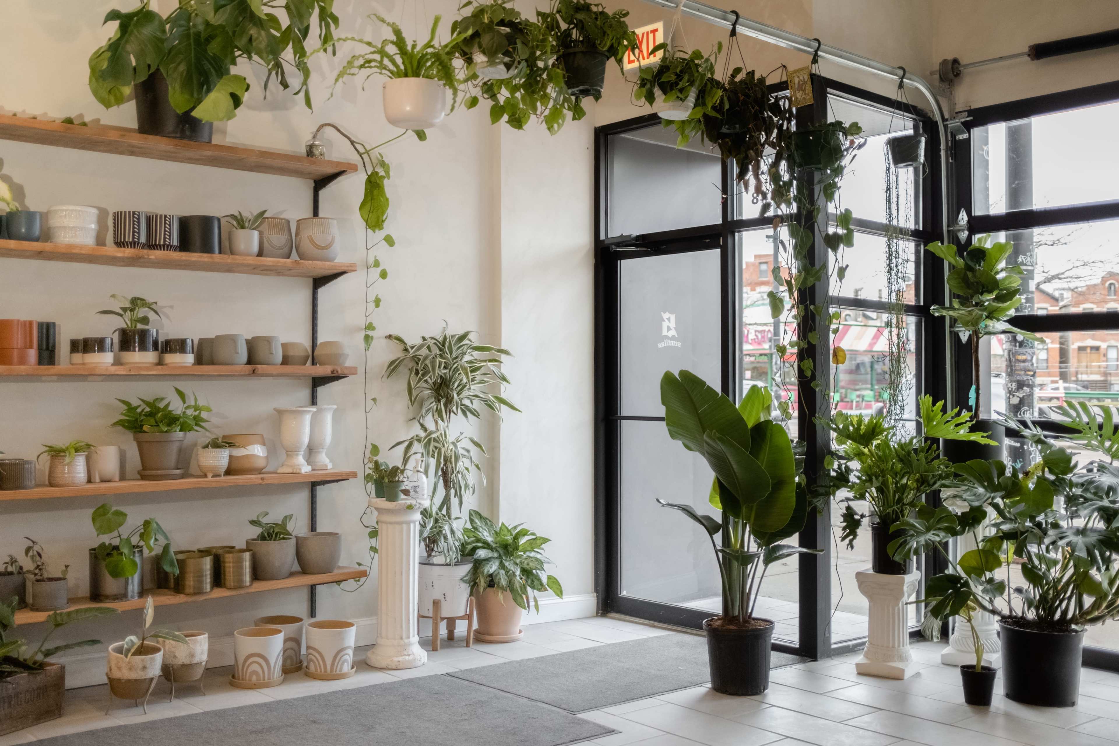 A bright interior features a wooden shelf filled with various plant pots alongside lush greenery lining the floor and windows.