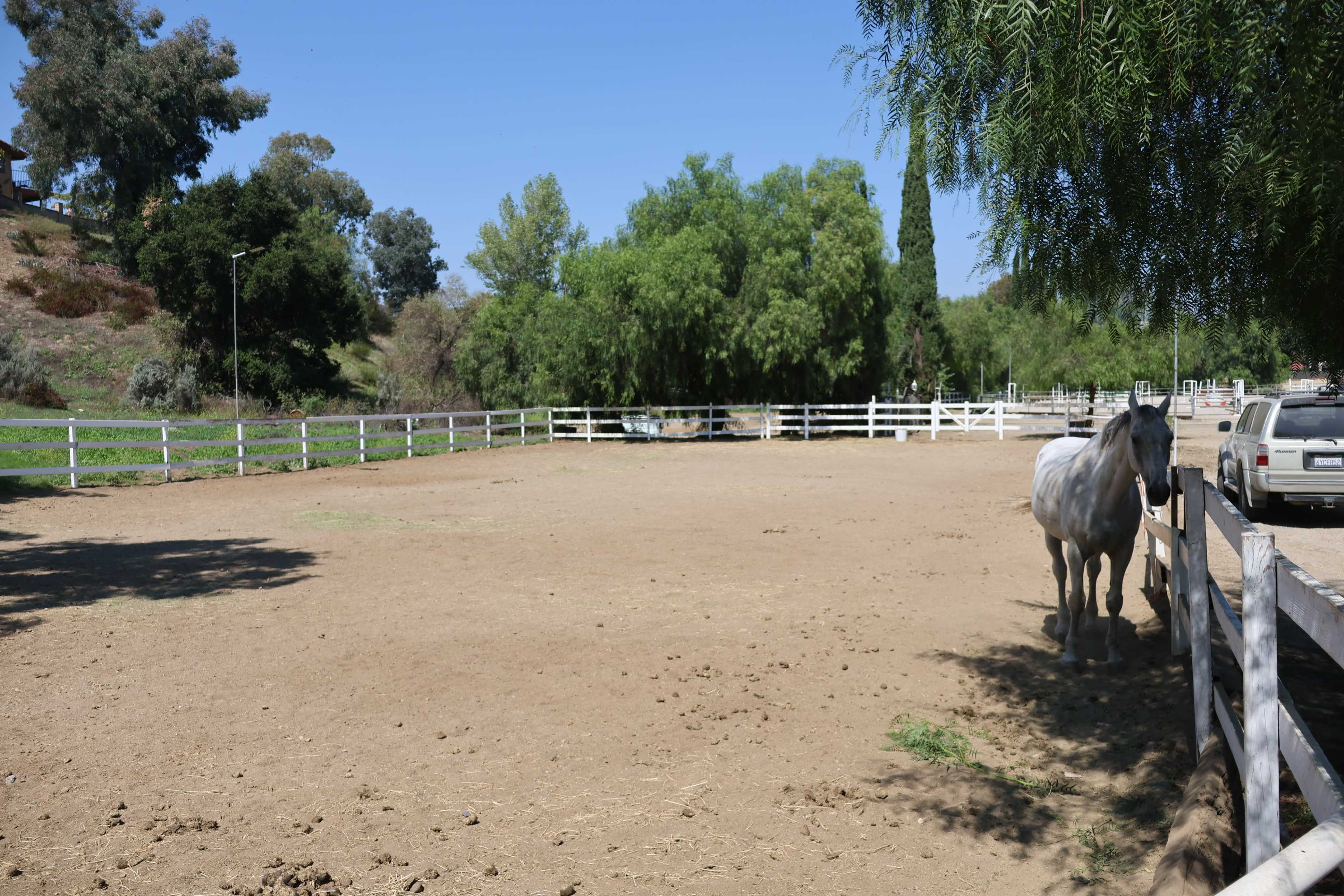 A white horse stands near a fenced dirt area with trees and parked vehicles in the background.