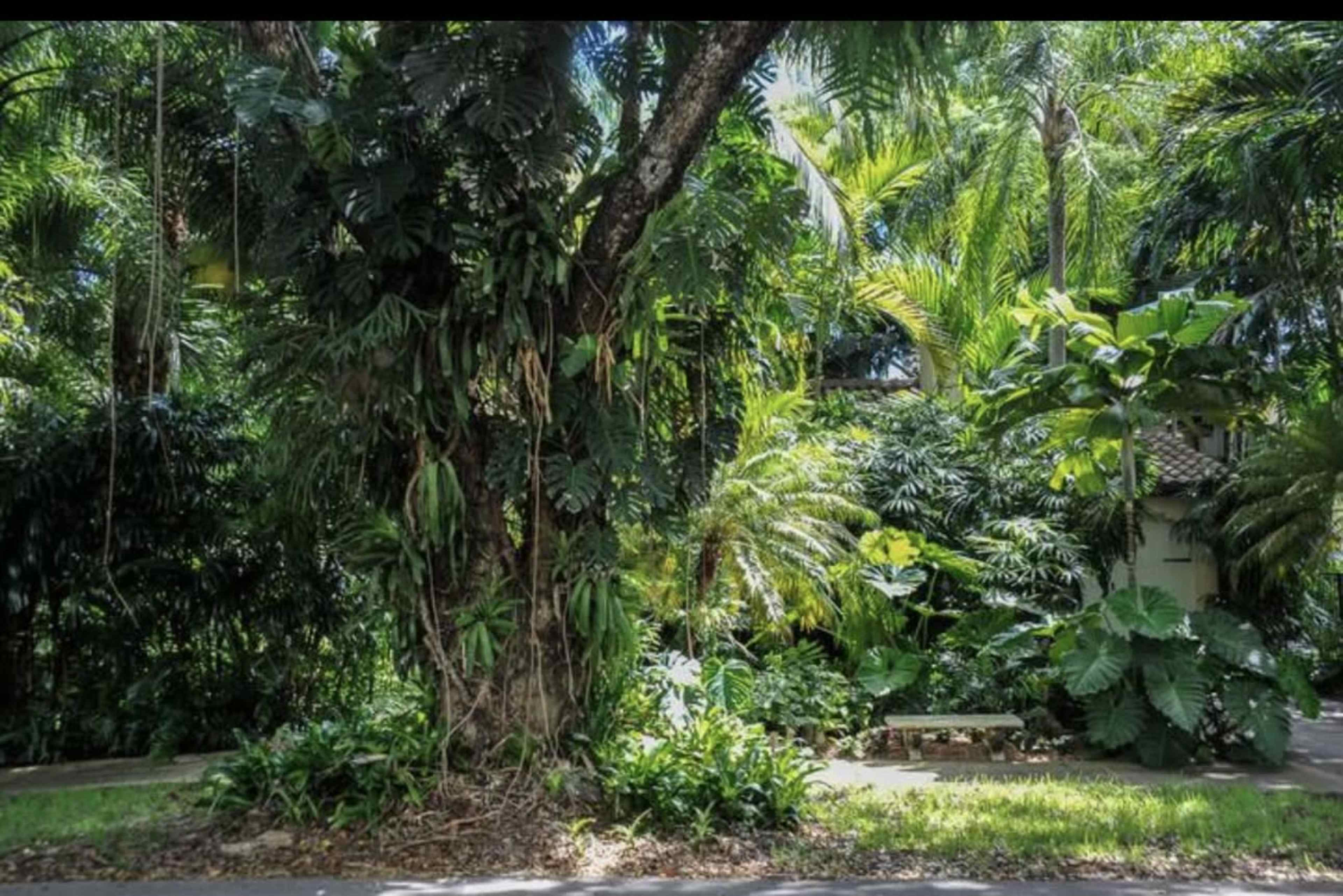 A dense tropical garden features a large tree surrounded by various lush plants and foliage.