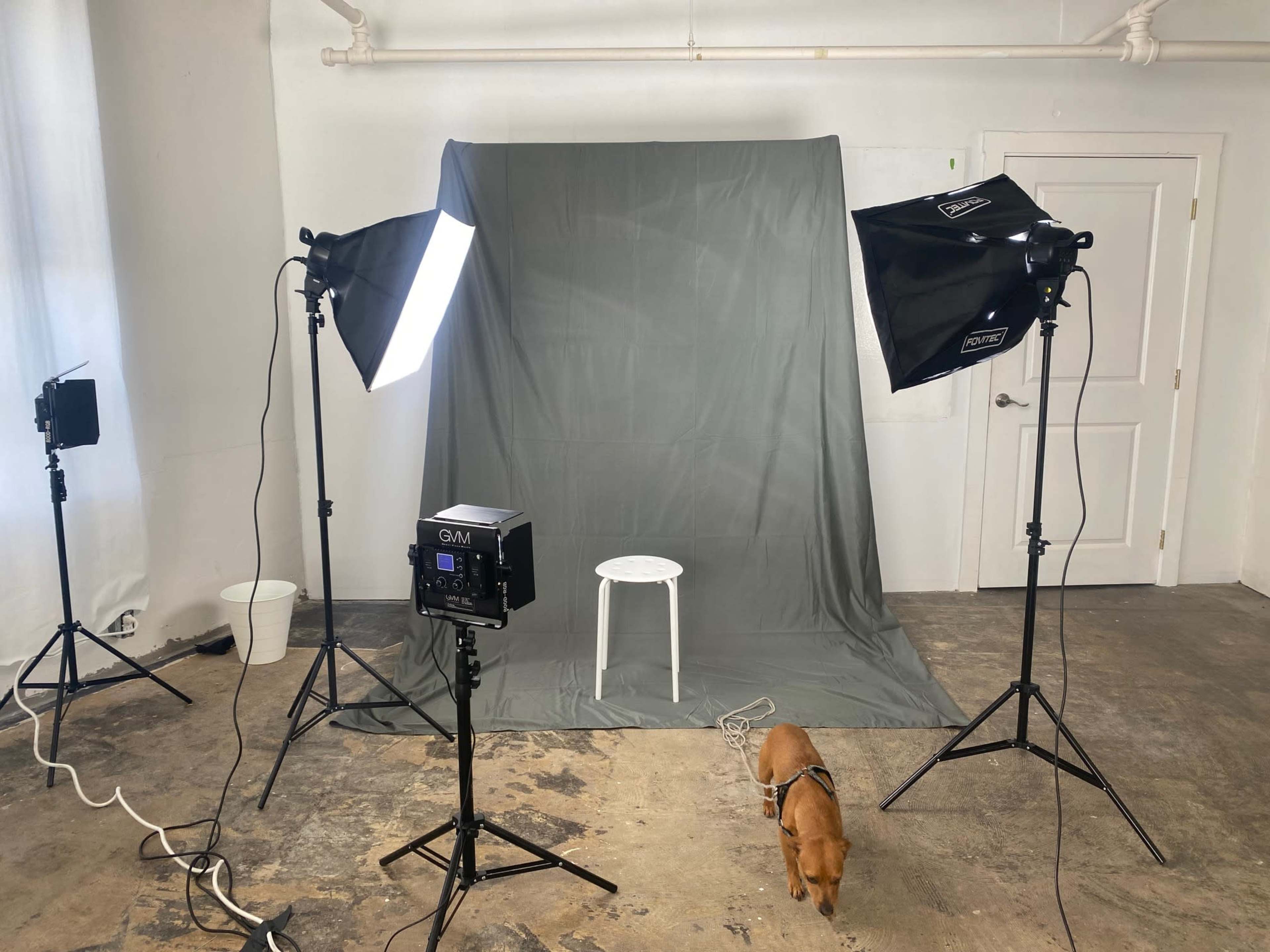 A small studio setup features a gray backdrop, a white stool, and lighting equipment, with a dog walking on the floor.