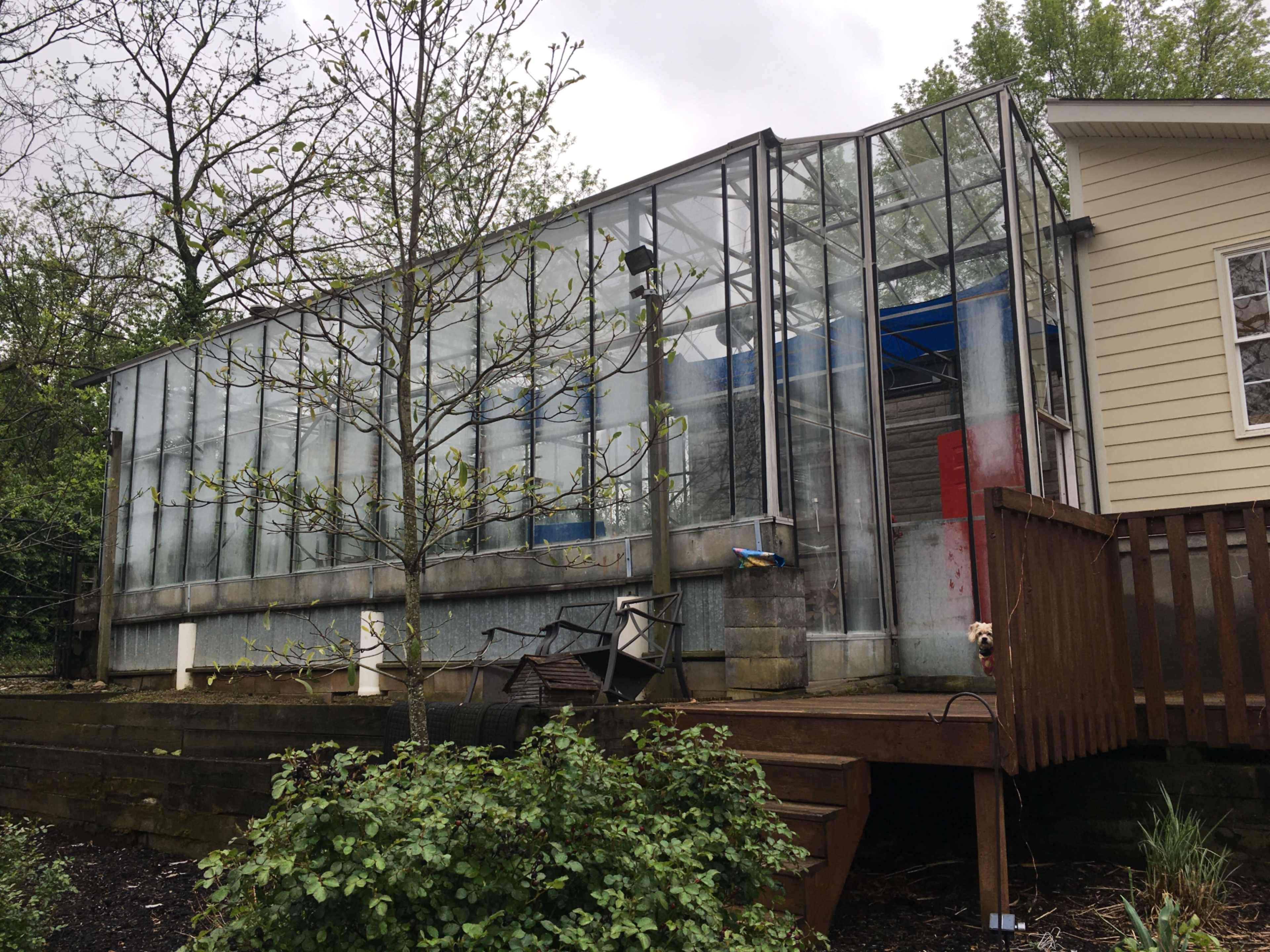 A large greenhouse made of glass panels, situated next to a wooden deck and surrounded by greenery.