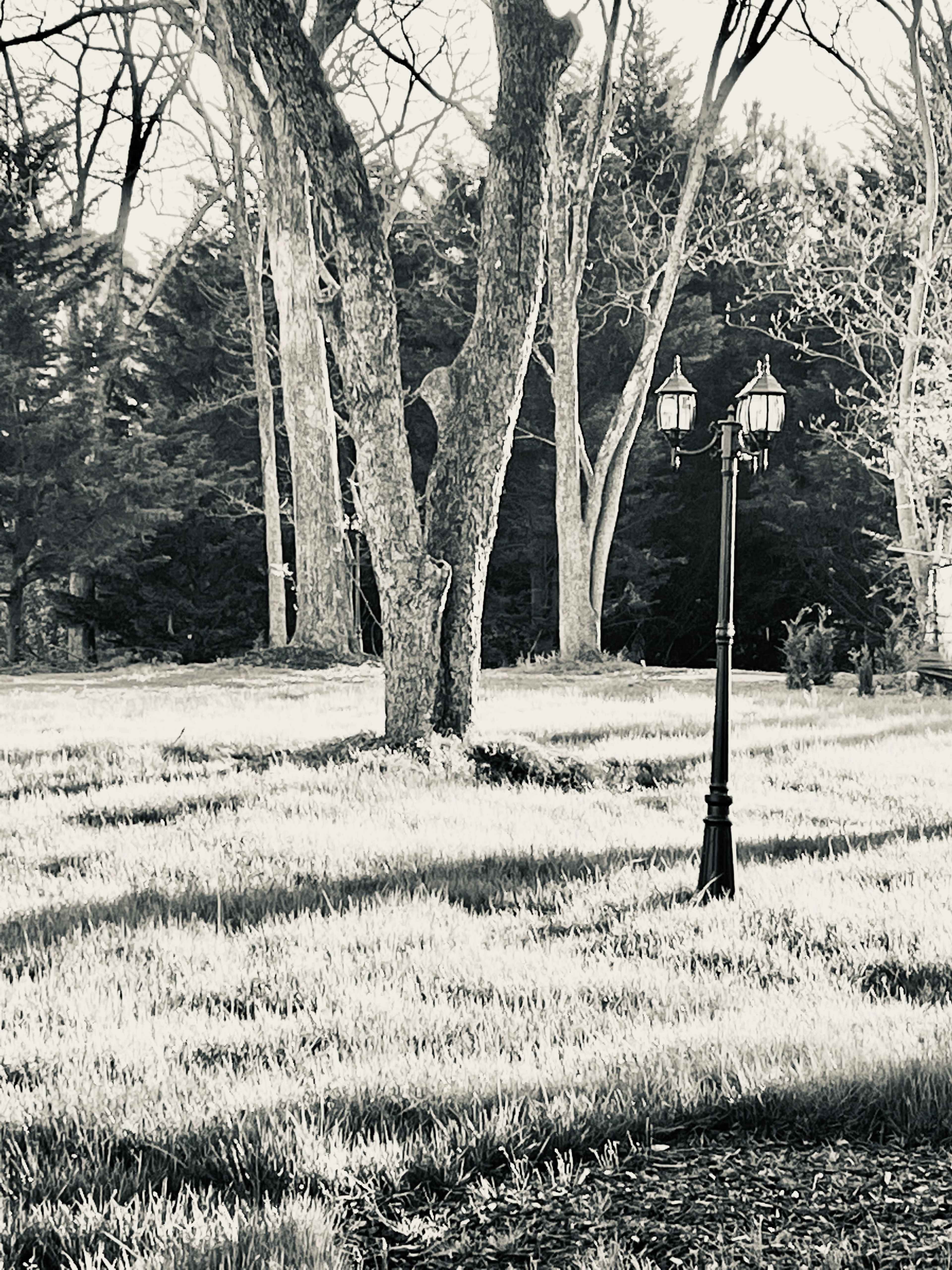 A solitary lamppost stands in a grassy area surrounded by trees in a monochromatic landscape.
