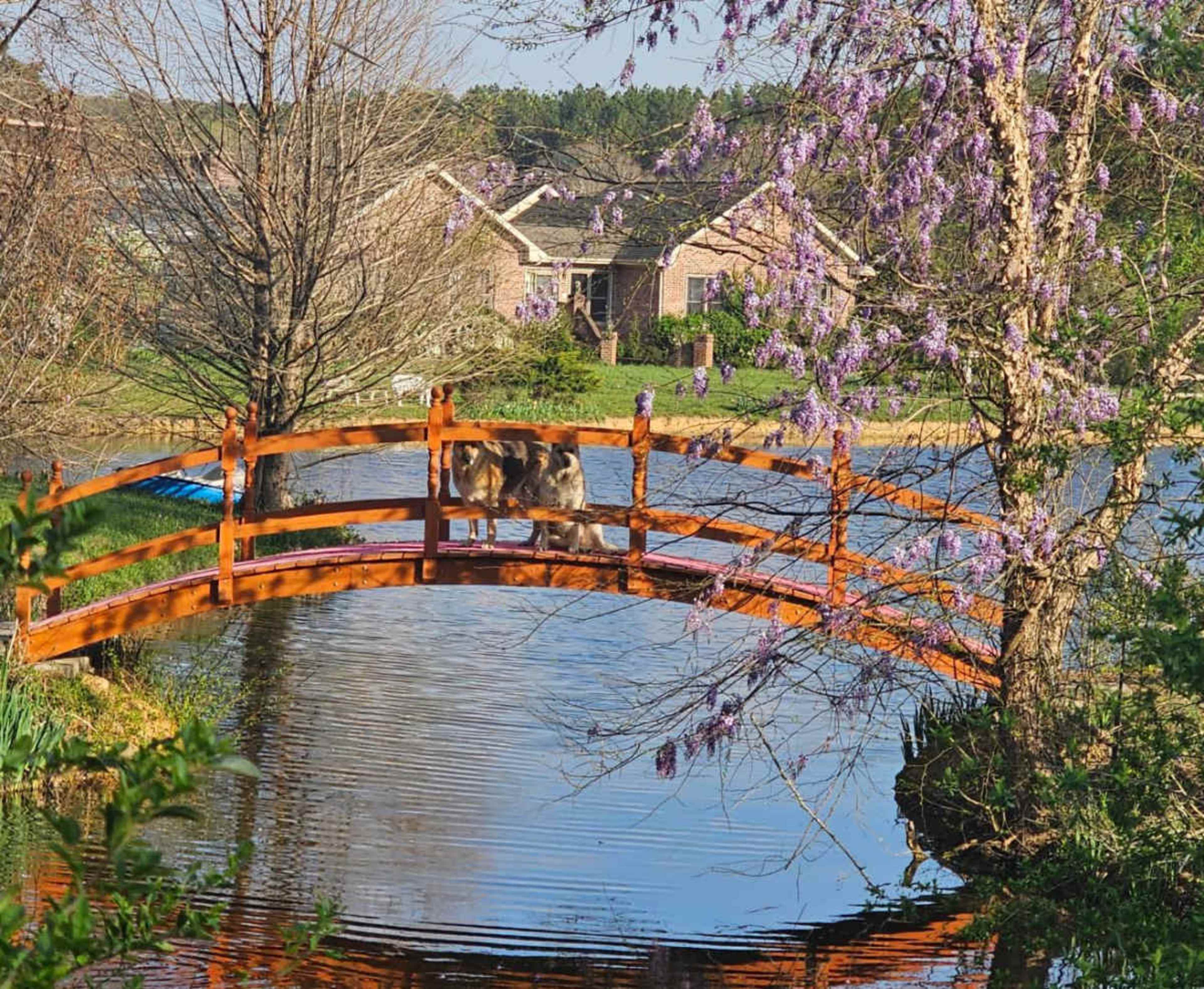 A wooden bridge arches over a calm pond, with blooming flowers on one side and houses visible in the background.