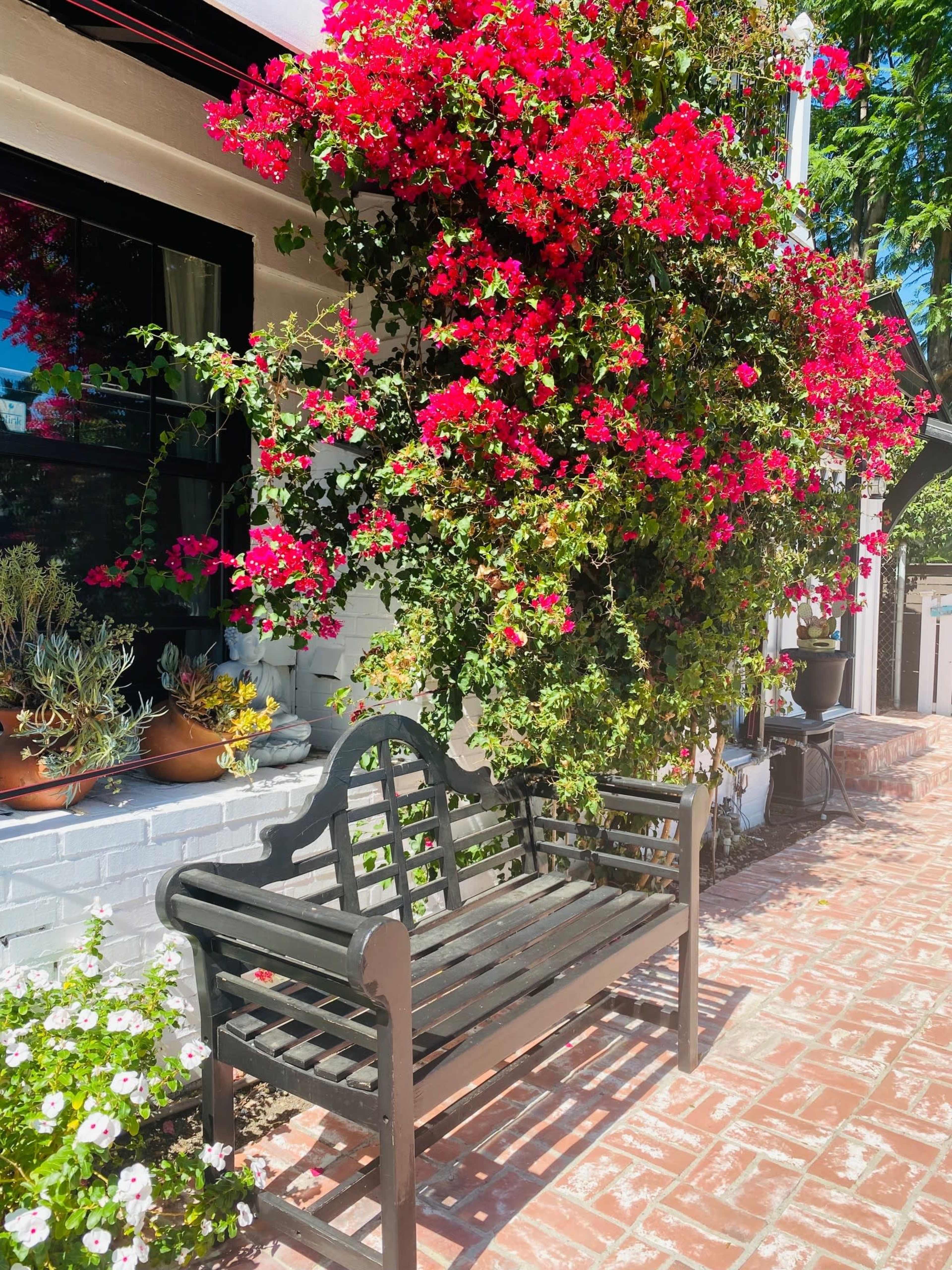 A wooden bench sits on a brick path beneath a vibrant bougainvillea, which climbs up the side of a house.