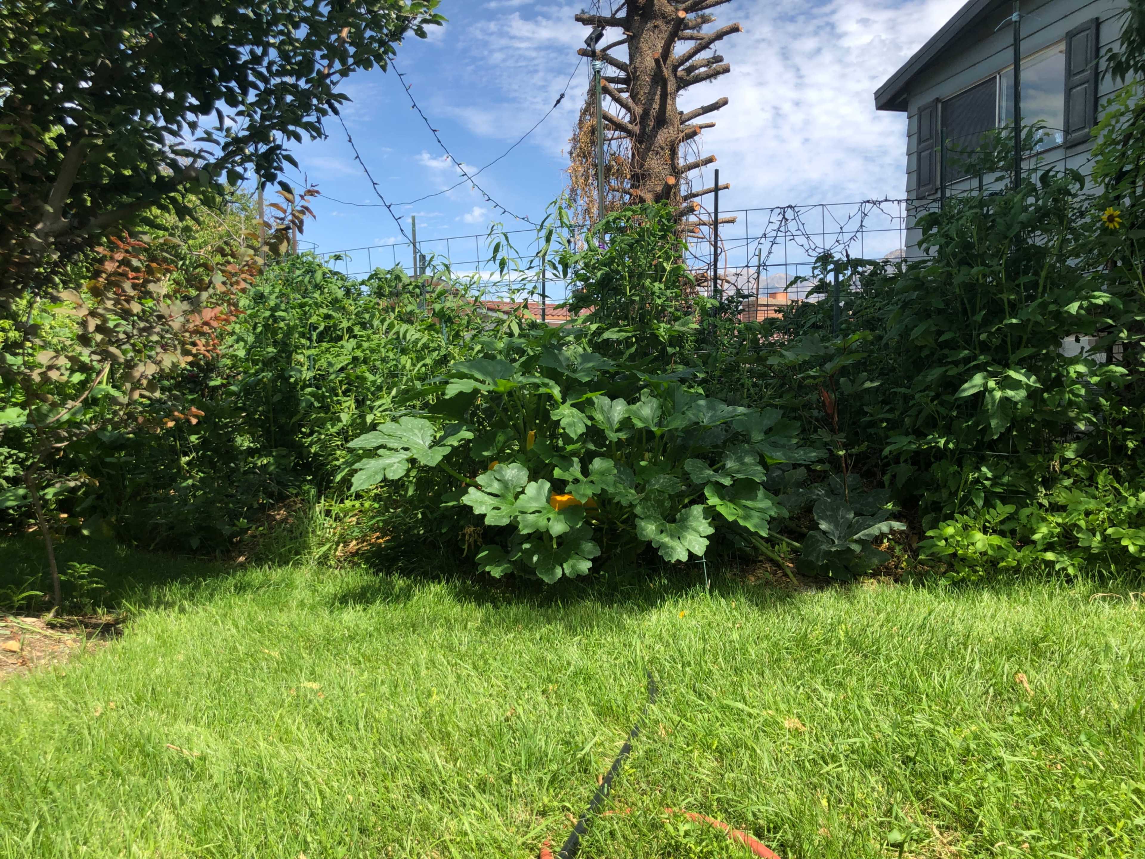 A lush garden filled with various plants, including large squash leaves, is situated beside a house under a partly cloudy sky.