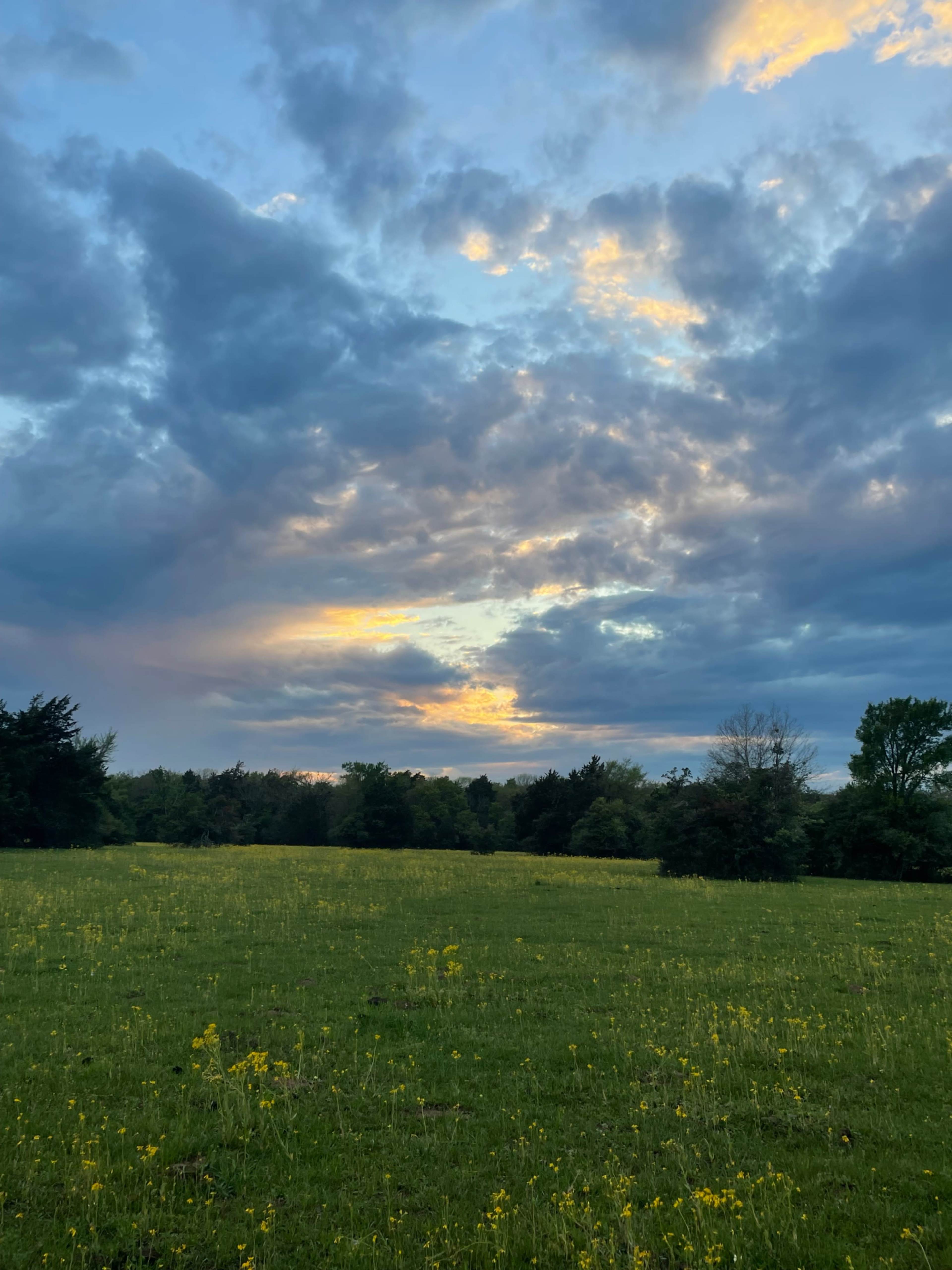 A green field with yellow wildflowers under a cloudy sky at dusk.