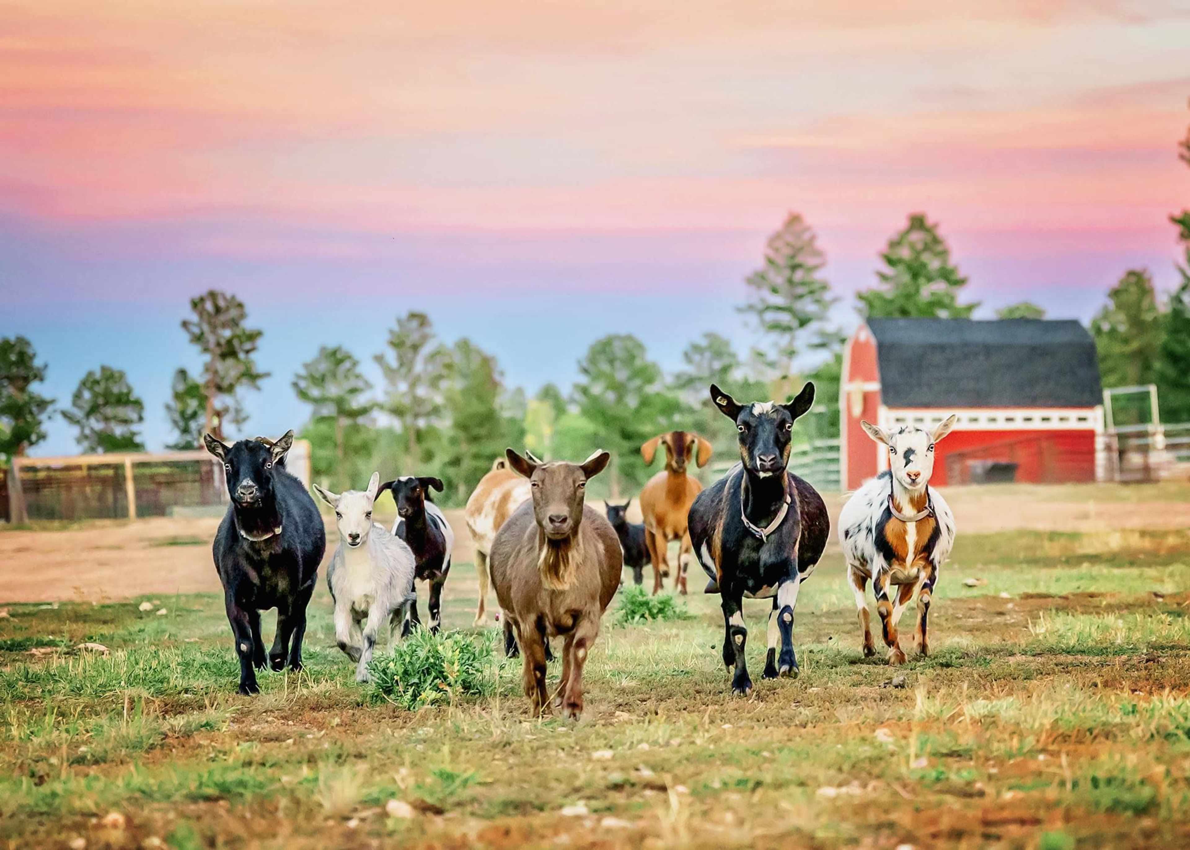 A group of goats walks across a field toward a red barn under a colorful sunset.
