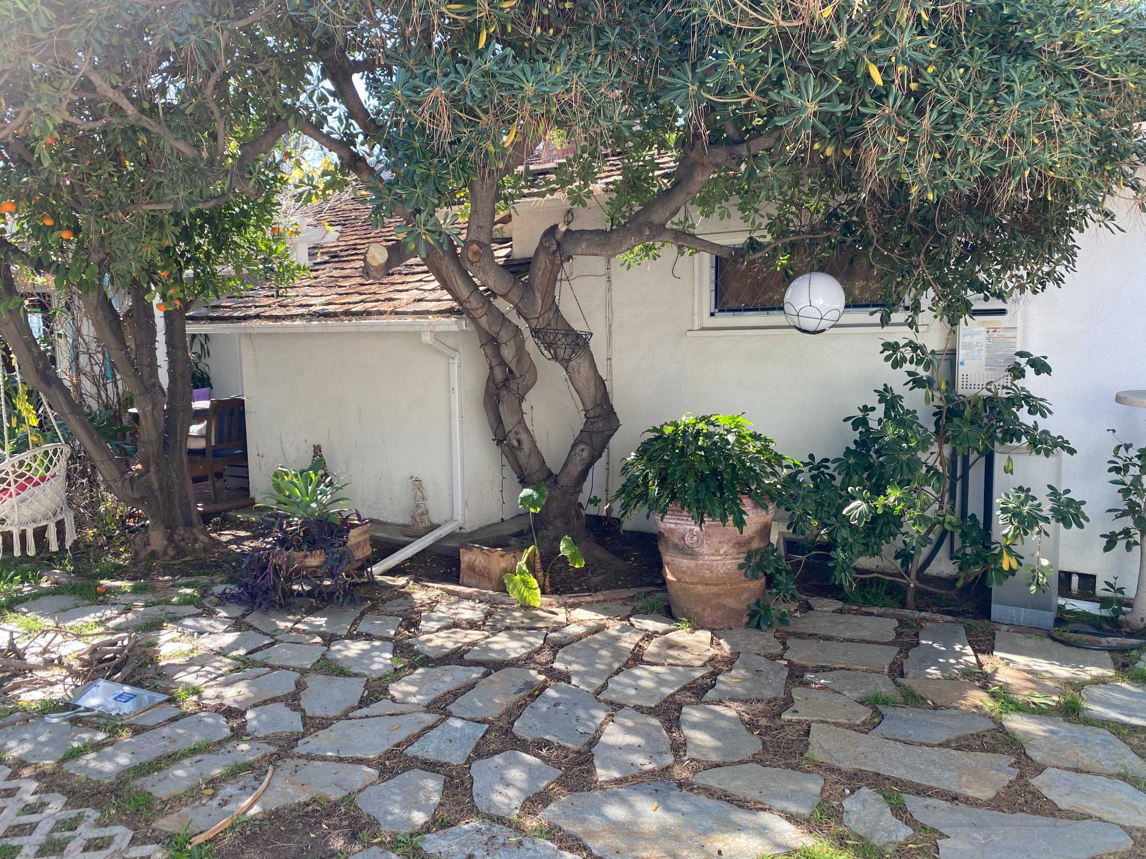 A stone pathway leads through a garden with a large potted plant and a tree near a white house.