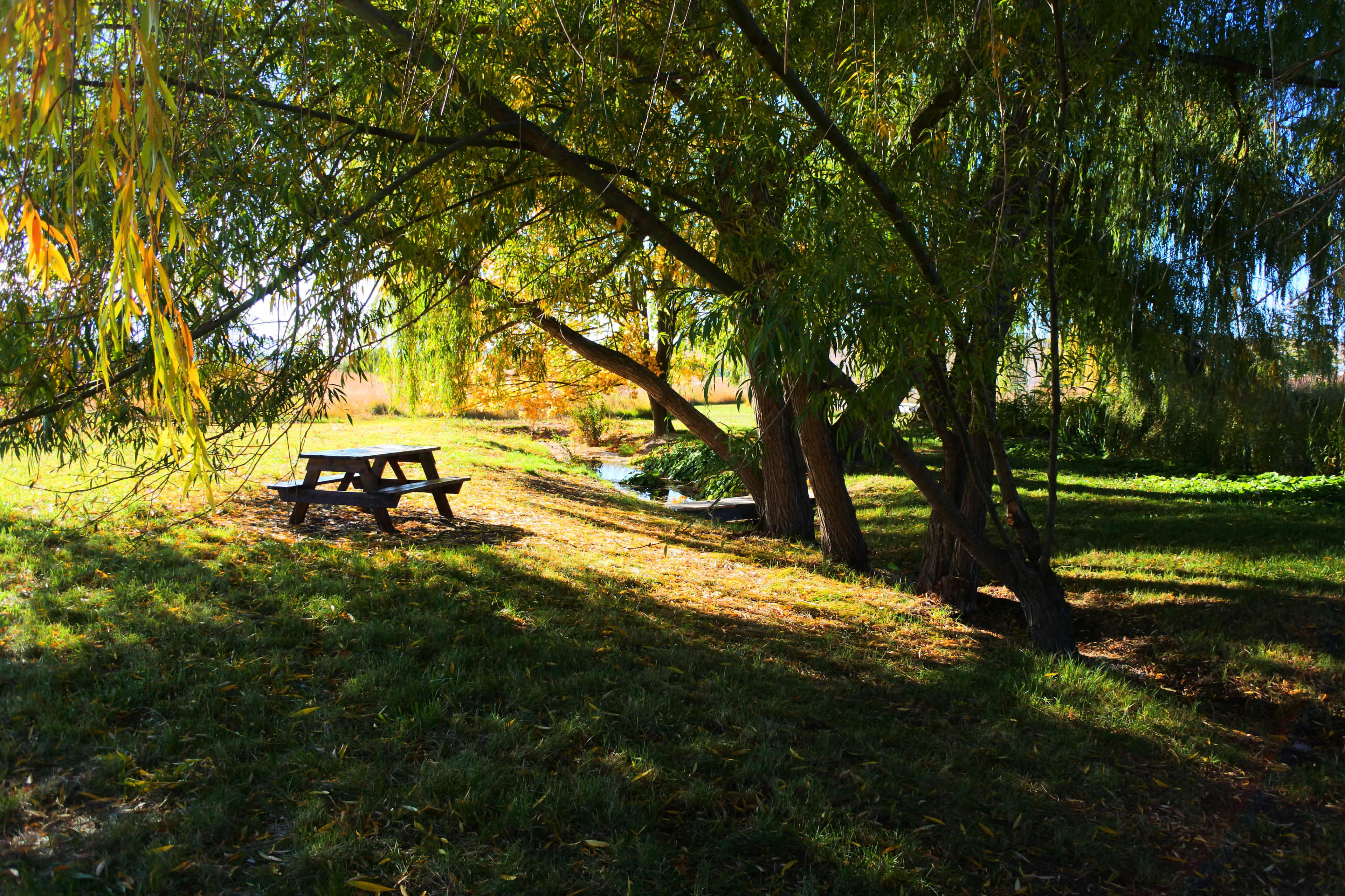 A wooden picnic table is positioned under a canopy of trees beside a small, serene stream.