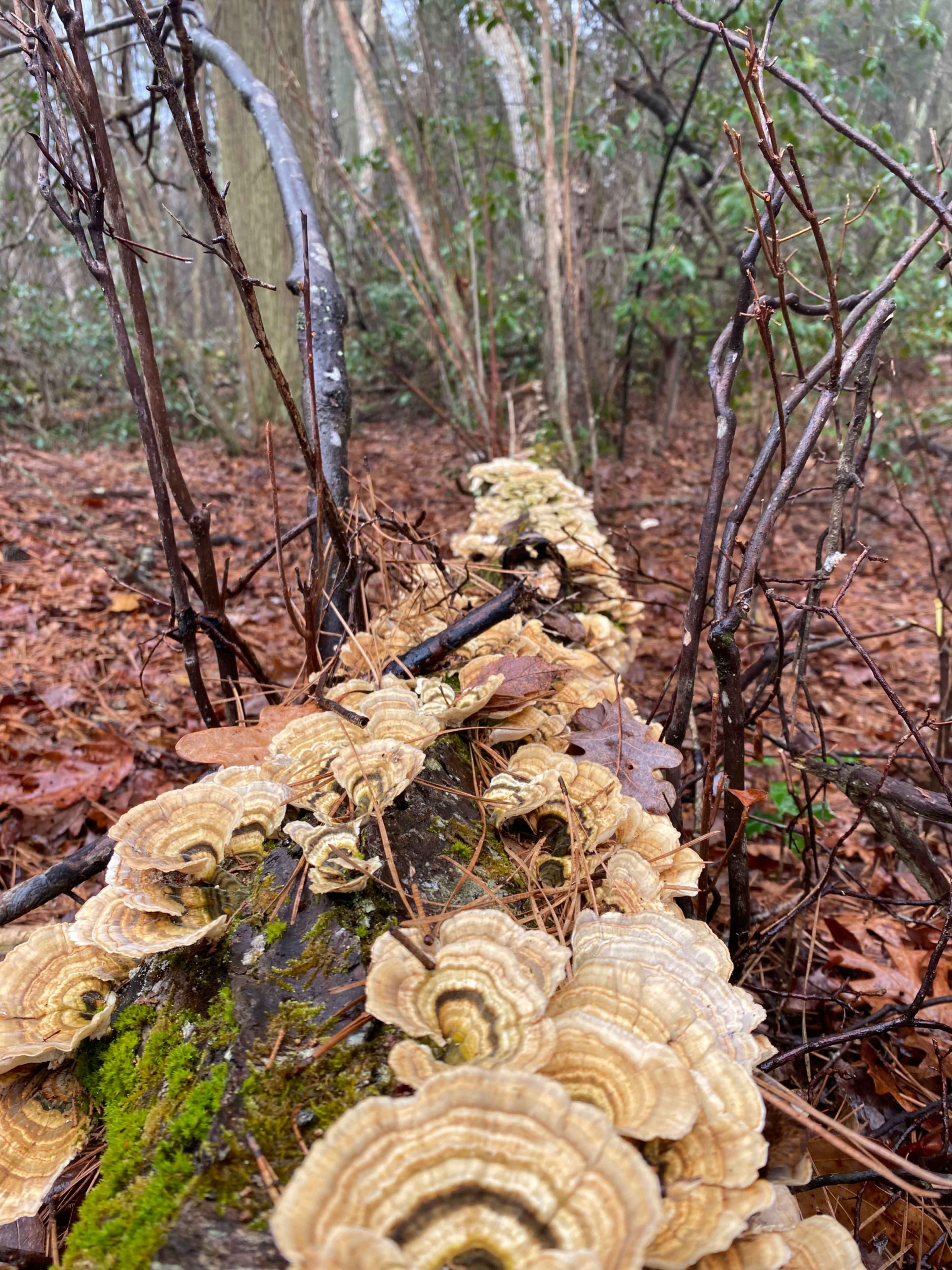 A fallen log covered with clusters of shelf fungi is surrounded by bare branches and leaf litter in a wooded area.